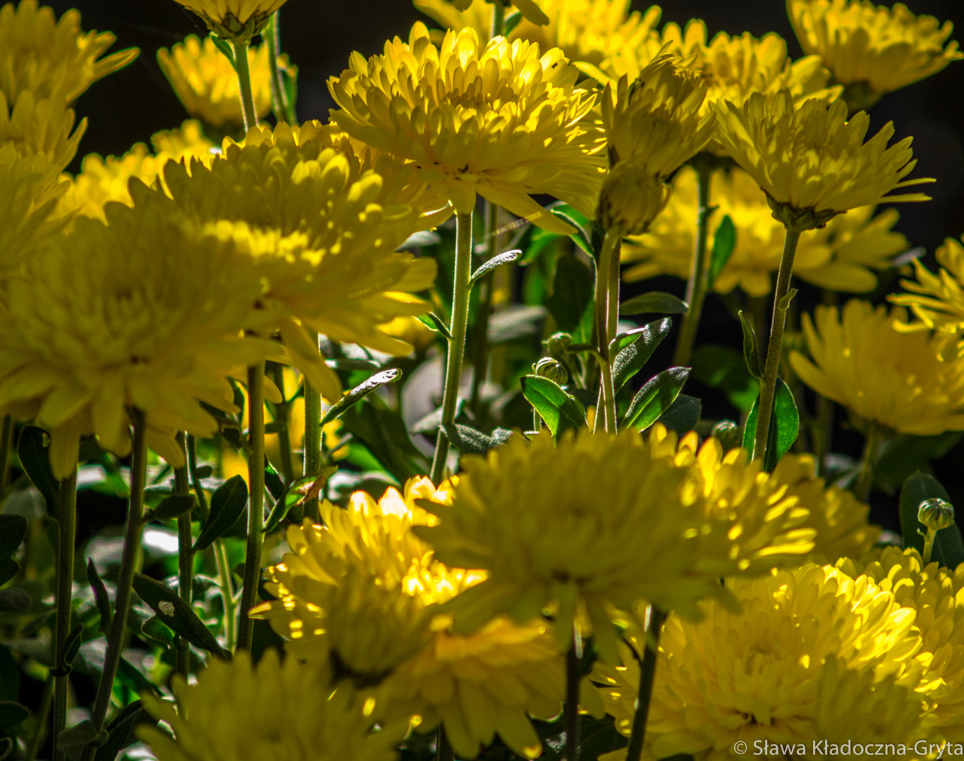 Nikon D7100 + AF Zoom-Nikkor 70-210mm f/4 sample photo. Flowers photography