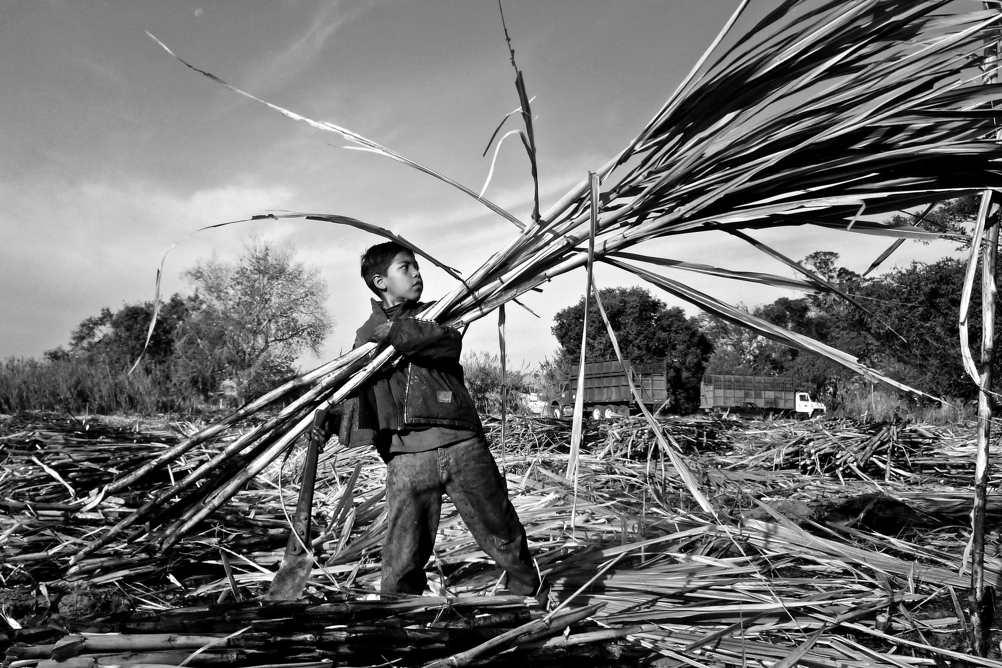 Panasonic DMC-ZR3 sample photo. Child in harvesting sugar cane photography