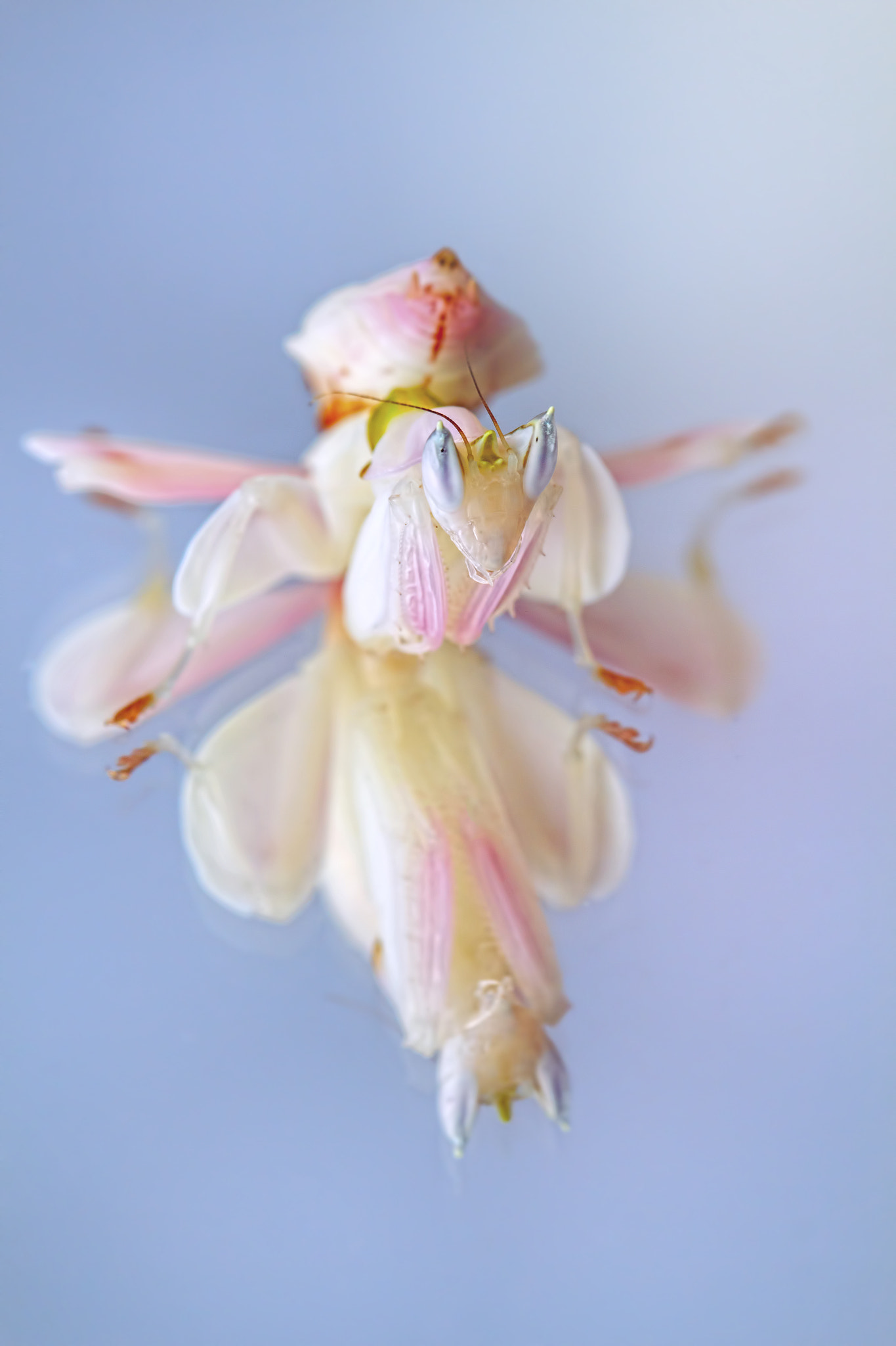 Canon EF 100mm F2.8 Macro USM sample photo. Mirror mantid photography