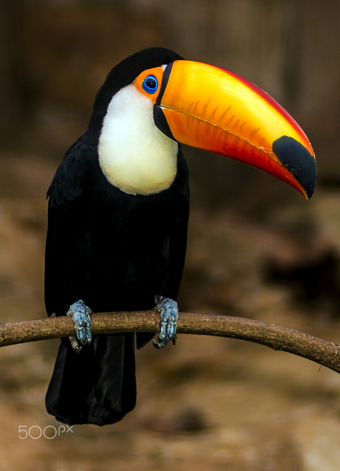 Nikon D800 + AF Nikkor 180mm f/2.8 IF-ED sample photo. Toucan photography