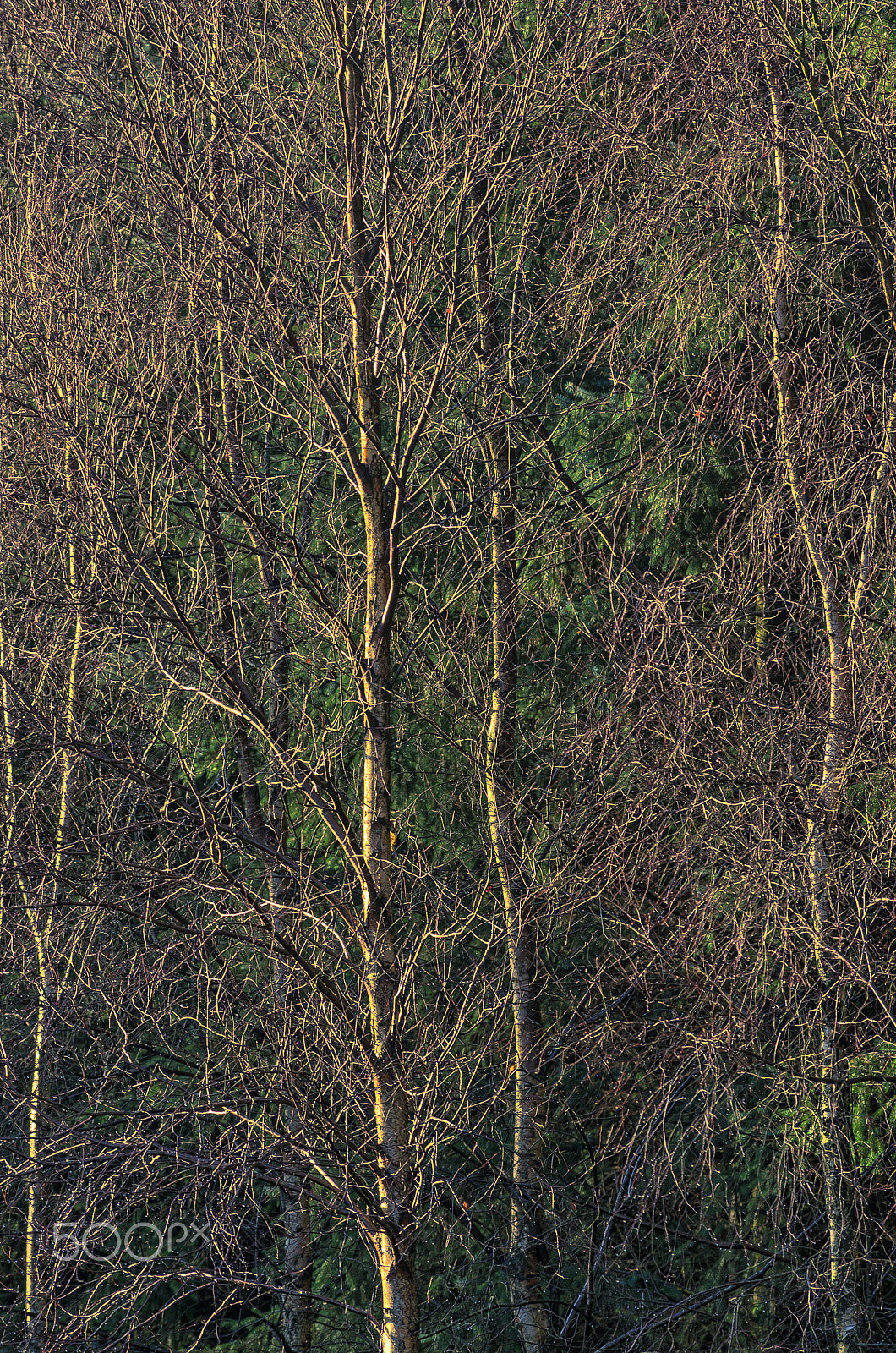 Pentax smc DA* 300mm F4.0 ED (IF) SDM sample photo. Birches photography