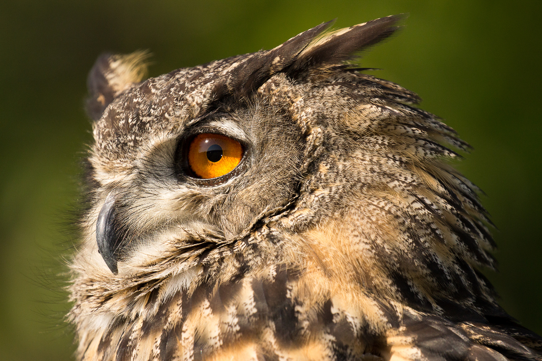 Canon EF 100-400mm F4.5-5.6L IS II USM sample photo. Eurasian eagle owl photography
