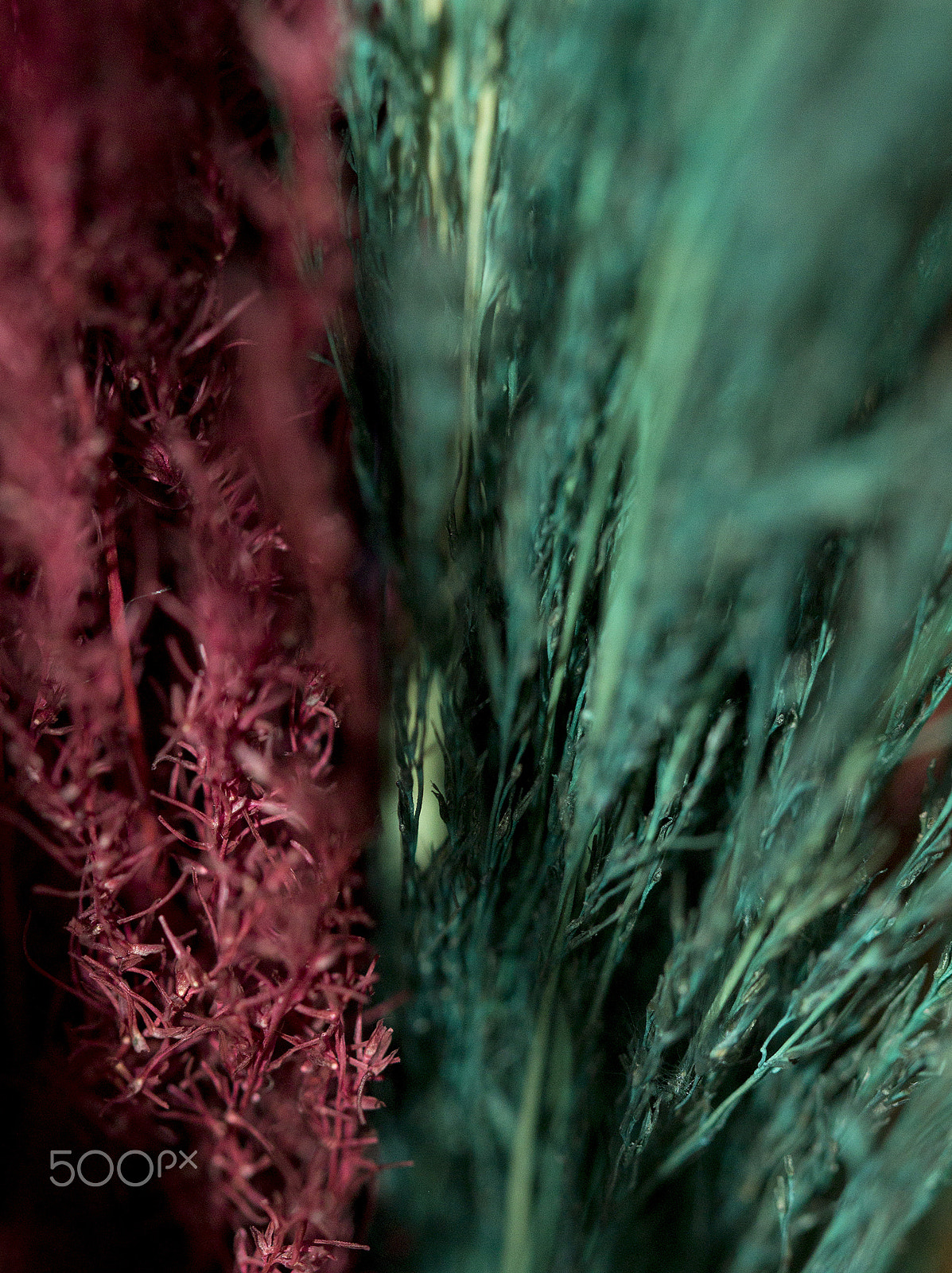 Canon EOS 600D (Rebel EOS T3i / EOS Kiss X5) + Canon EF 100mm F2.8 Macro USM sample photo. Alma de hogar photography