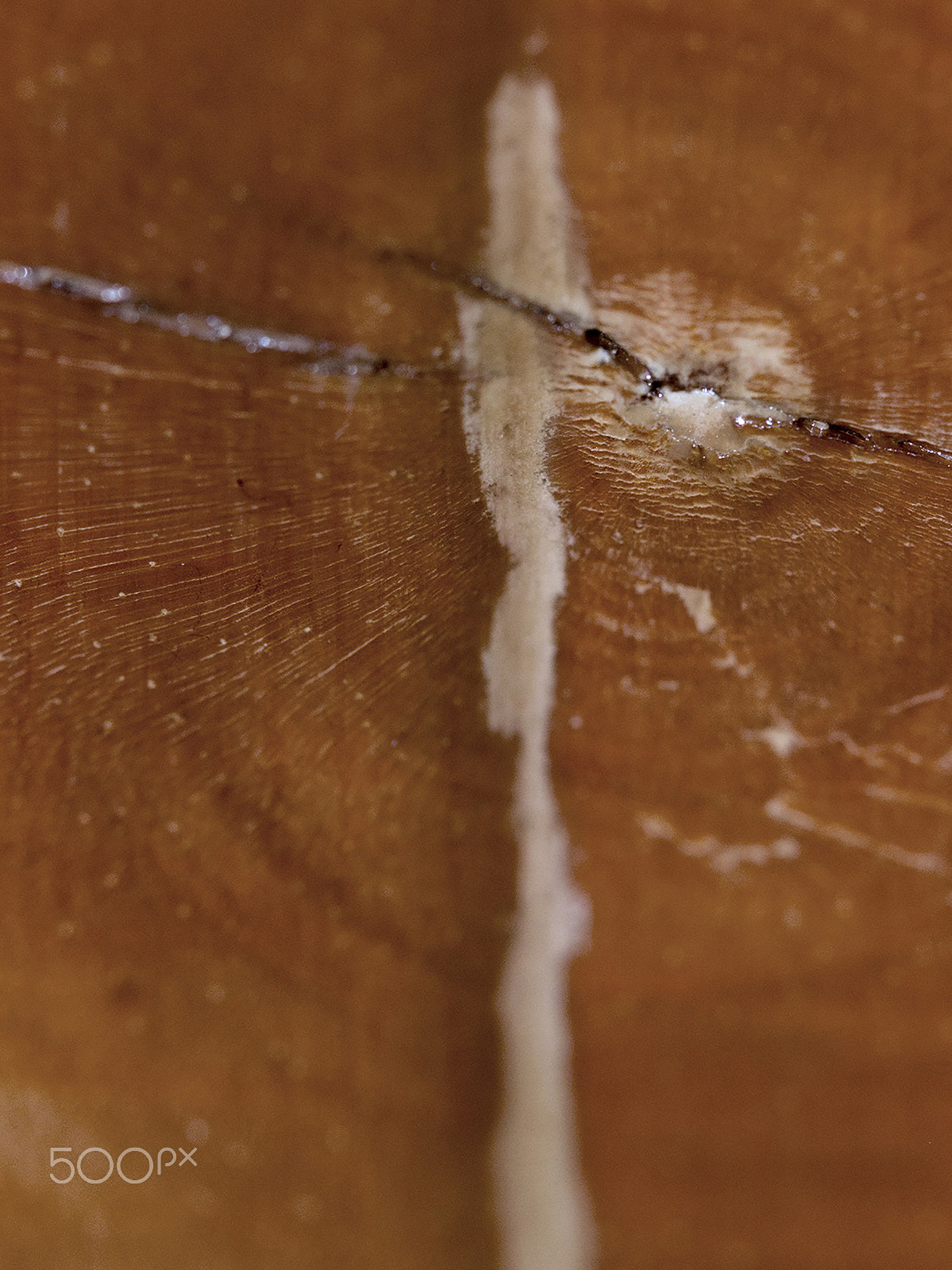 Canon EOS 600D (Rebel EOS T3i / EOS Kiss X5) + Canon EF 100mm F2.8 Macro USM sample photo. Alma de hogar photography