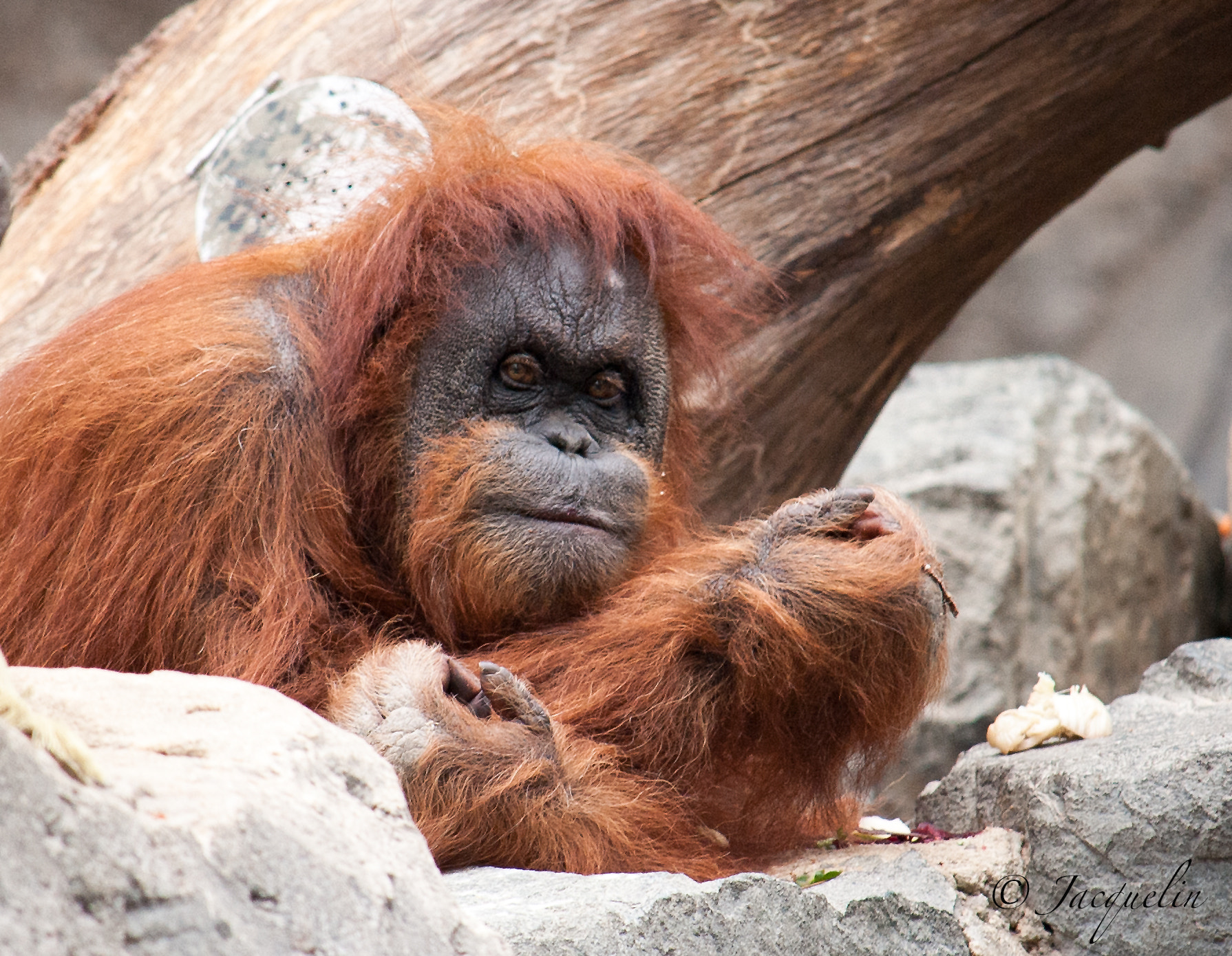 Nikon D3 sample photo. Monkey photography
