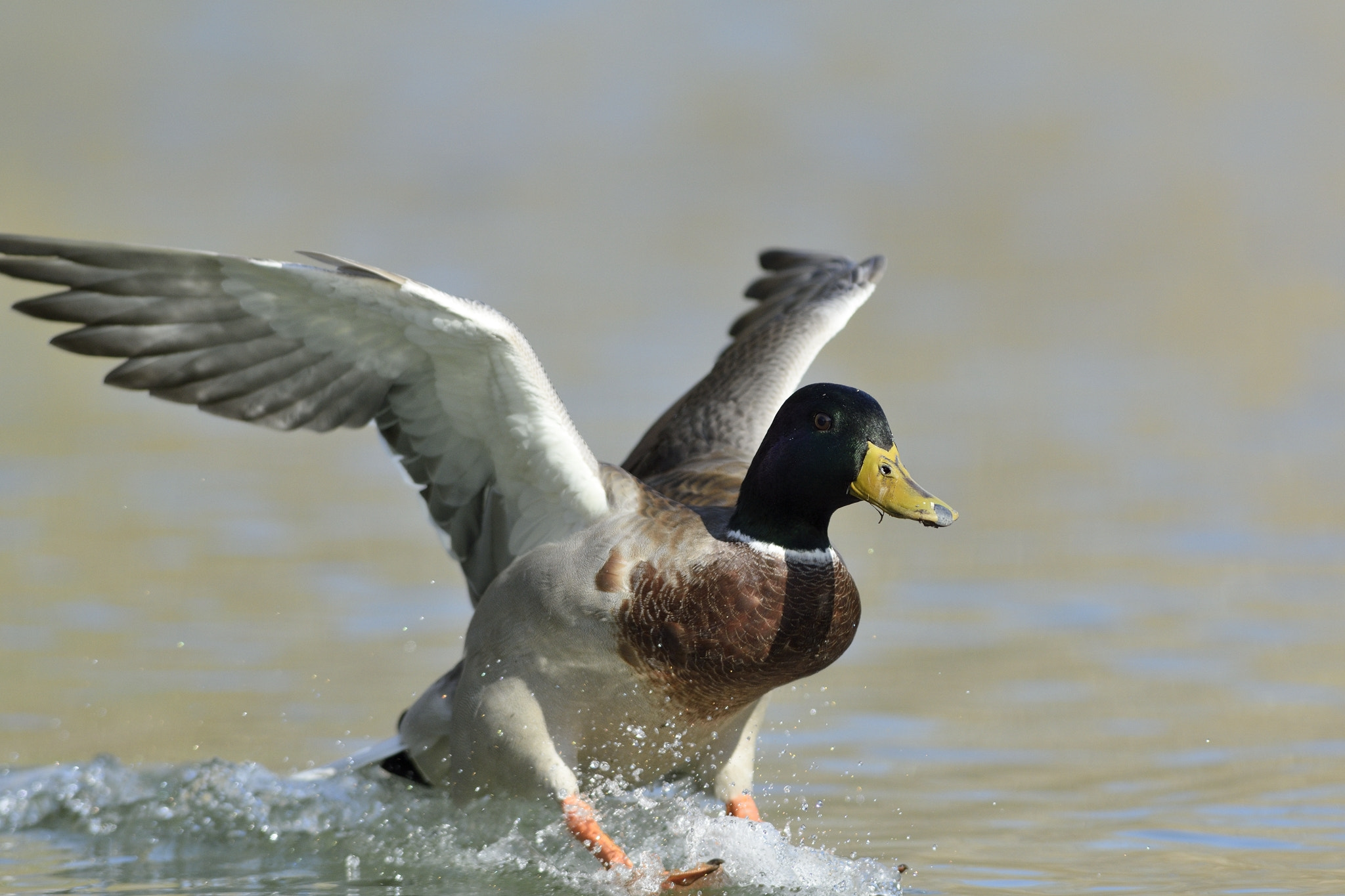 Nikon AF-S Nikkor 300mm F2.8G ED-IF VR sample photo. Touchdown photography