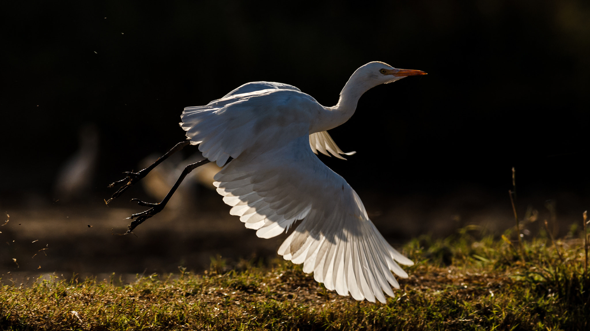 Canon EOS-1D Mark IV + Canon EF 400mm F5.6L USM sample photo. Take off photography
