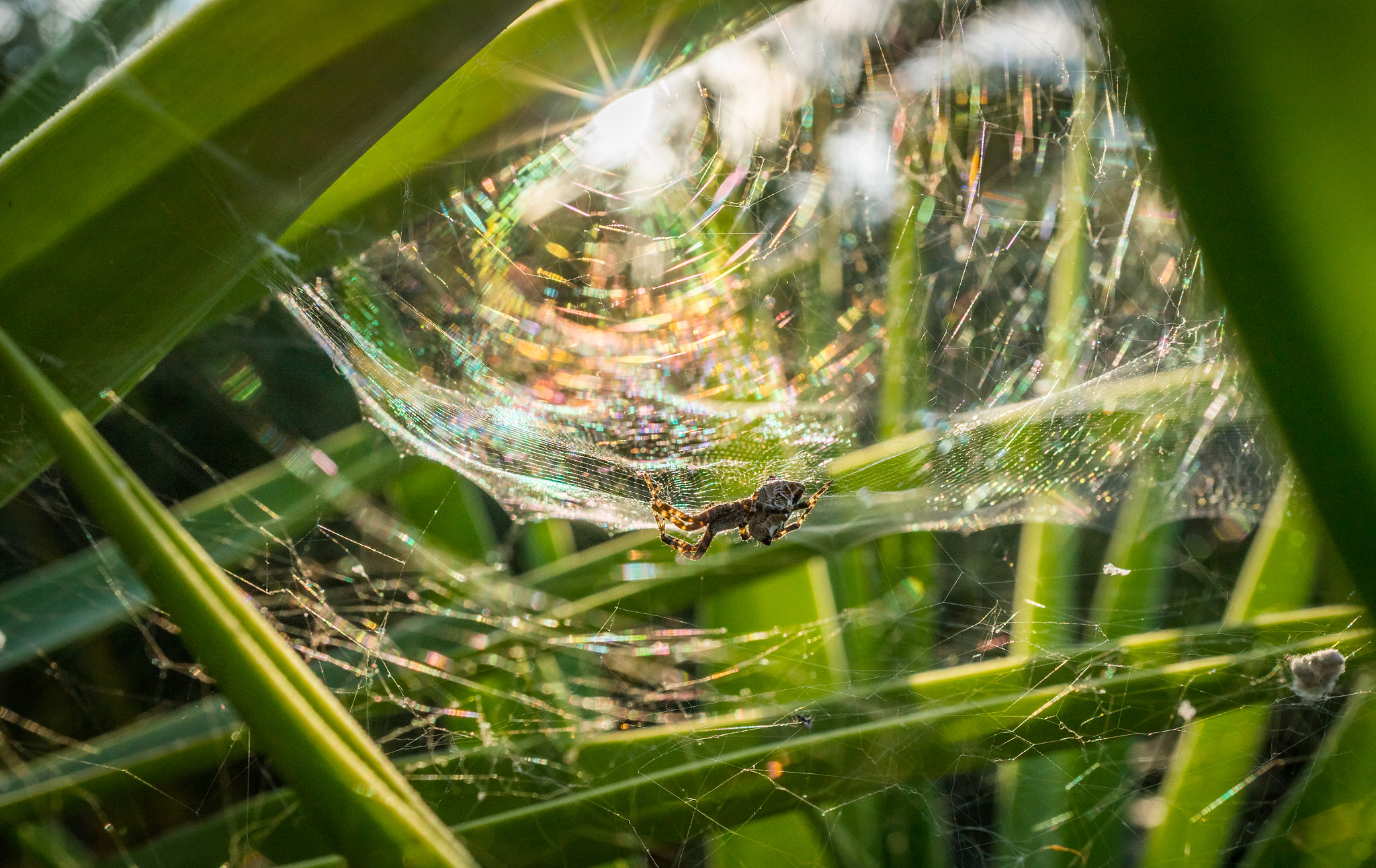 Sony Alpha a5000 (ILCE 5000) + Sony E 30mm F3.5 Macro sample photo. Spider sunning itself photography