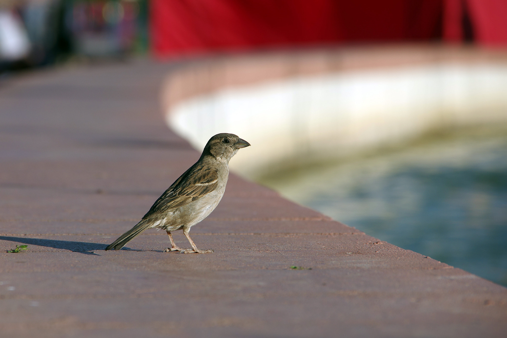 Pentax K-5 II sample photo. Воробей photography