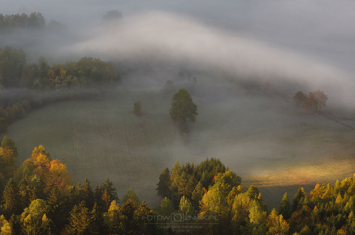 Pentax K-5 sample photo. Tree on the meadow photography