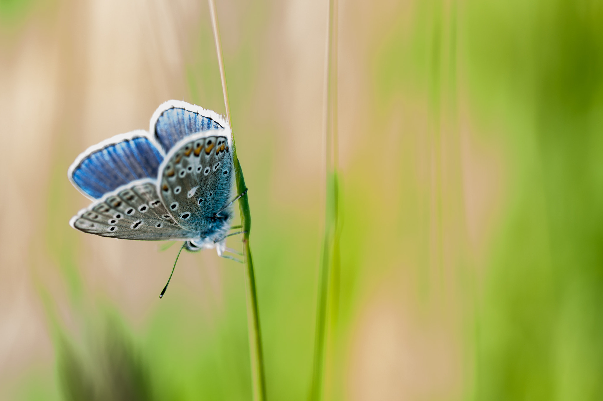 Sigma 150mm F2.8 EX DG OS Macro HSM sample photo. Butterfly on grass photography