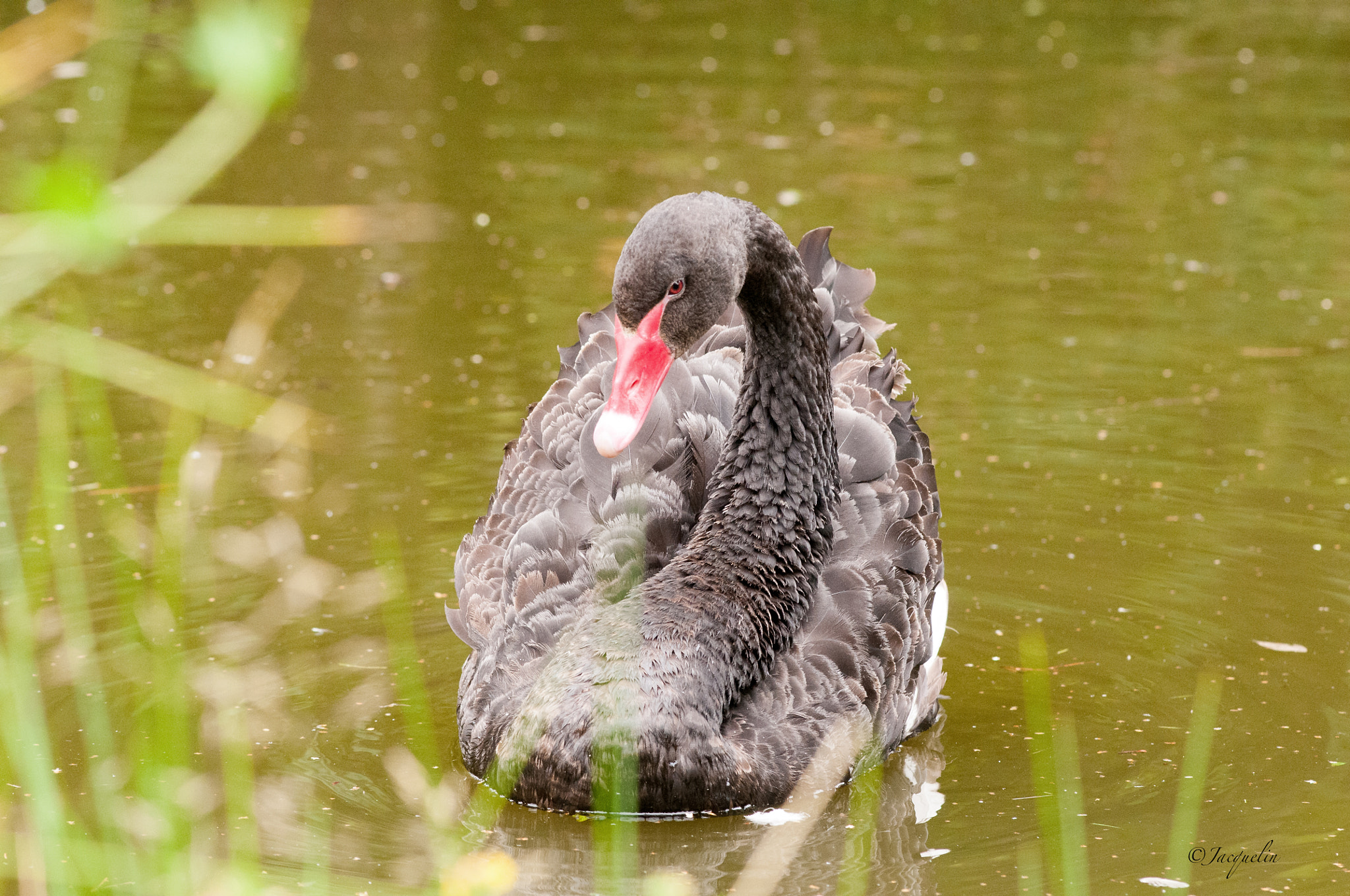 AF Zoom-Nikkor 80-200mm f/2.8 ED sample photo. Black swan photography
