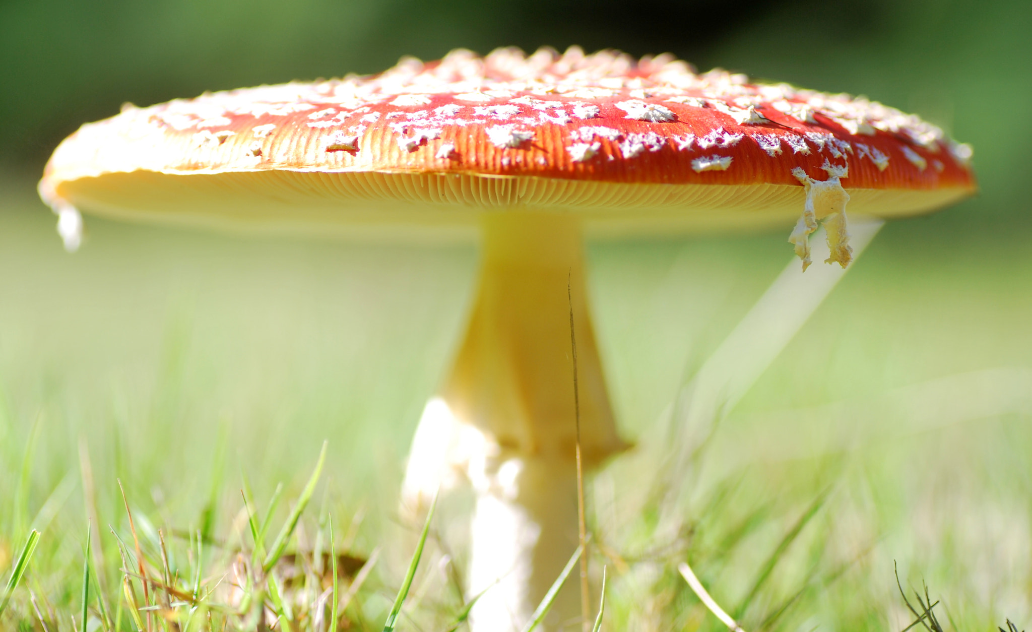 Nikon D60 sample photo. Amanite tue mouche photography