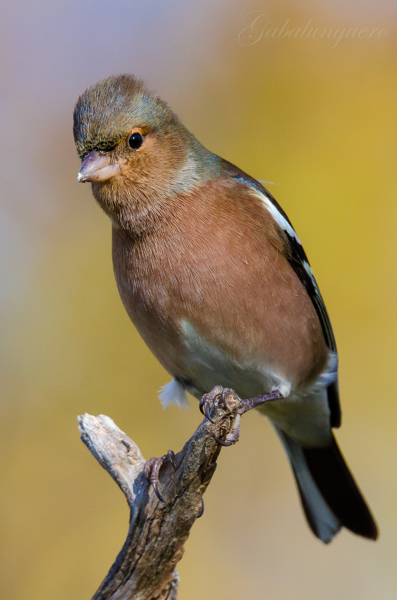 Sigma 150-600mm F5-6.3 DG OS HSM | S sample photo. Pinzon vulgar (fringilla coelebs) photography