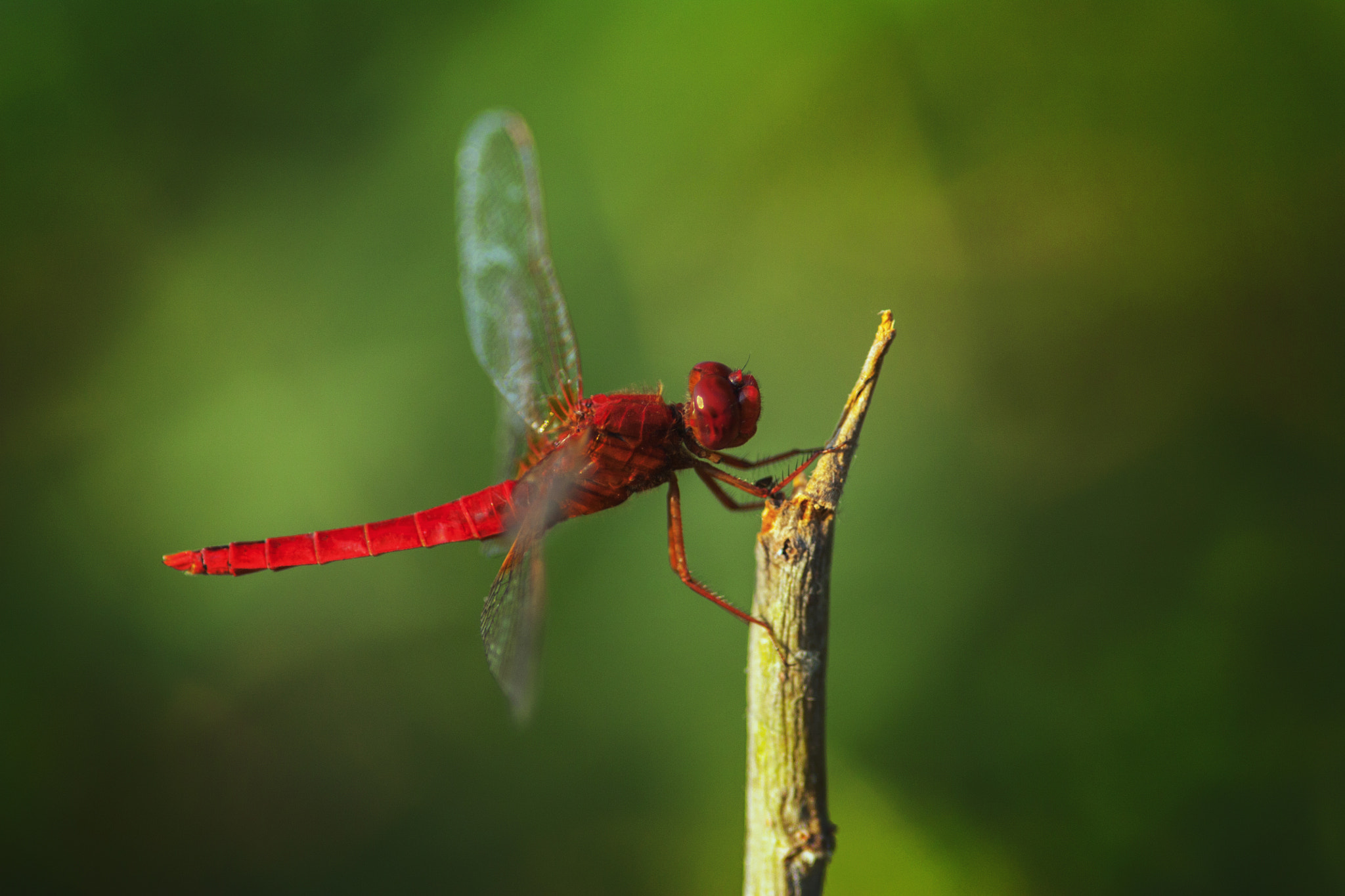 Canon EOS 450D (EOS Rebel XSi / EOS Kiss X2) + Sigma 105mm F2.8 EX DG Macro sample photo. Red passion. photography