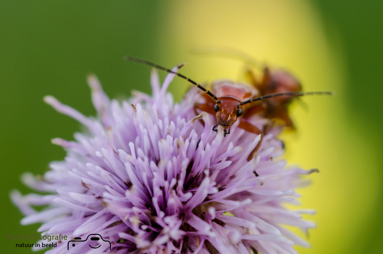 Nikon D7000 + Sigma 105mm F2.8 EX DG Macro sample photo. Are you looking at me! photography