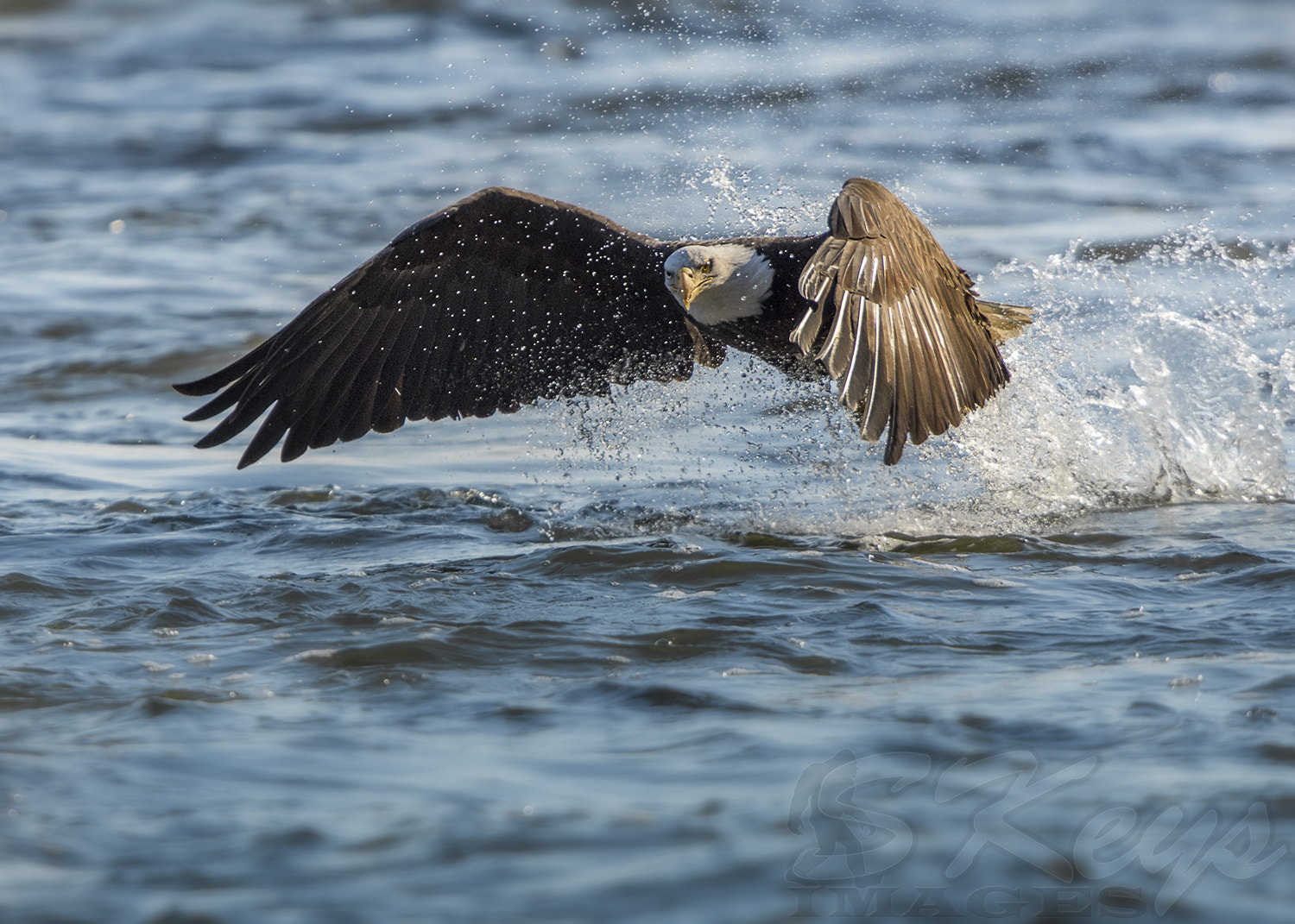 Nikon D7200 + Sigma 500mm F4.5 EX DG HSM sample photo. Splash (bald eagle) photography