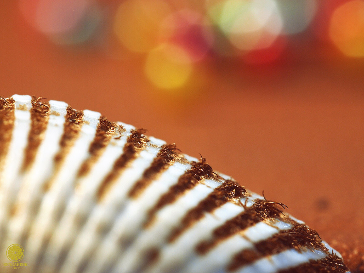 Olympus PEN E-PL3 sample photo. Shell lines. photography