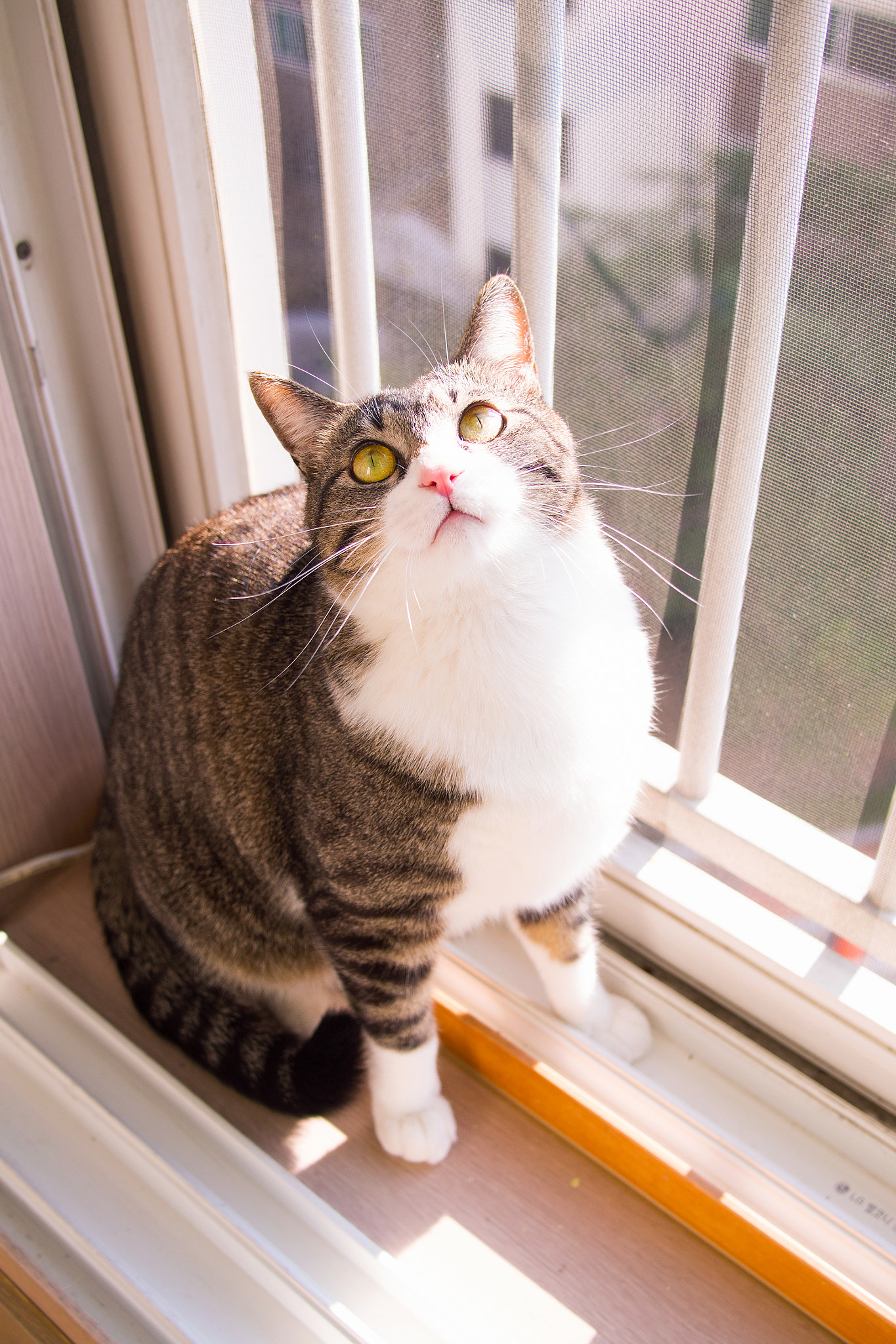 Olympus PEN E-P5 + LUMIX G 20/F1.7 II sample photo. My lovely cat photography