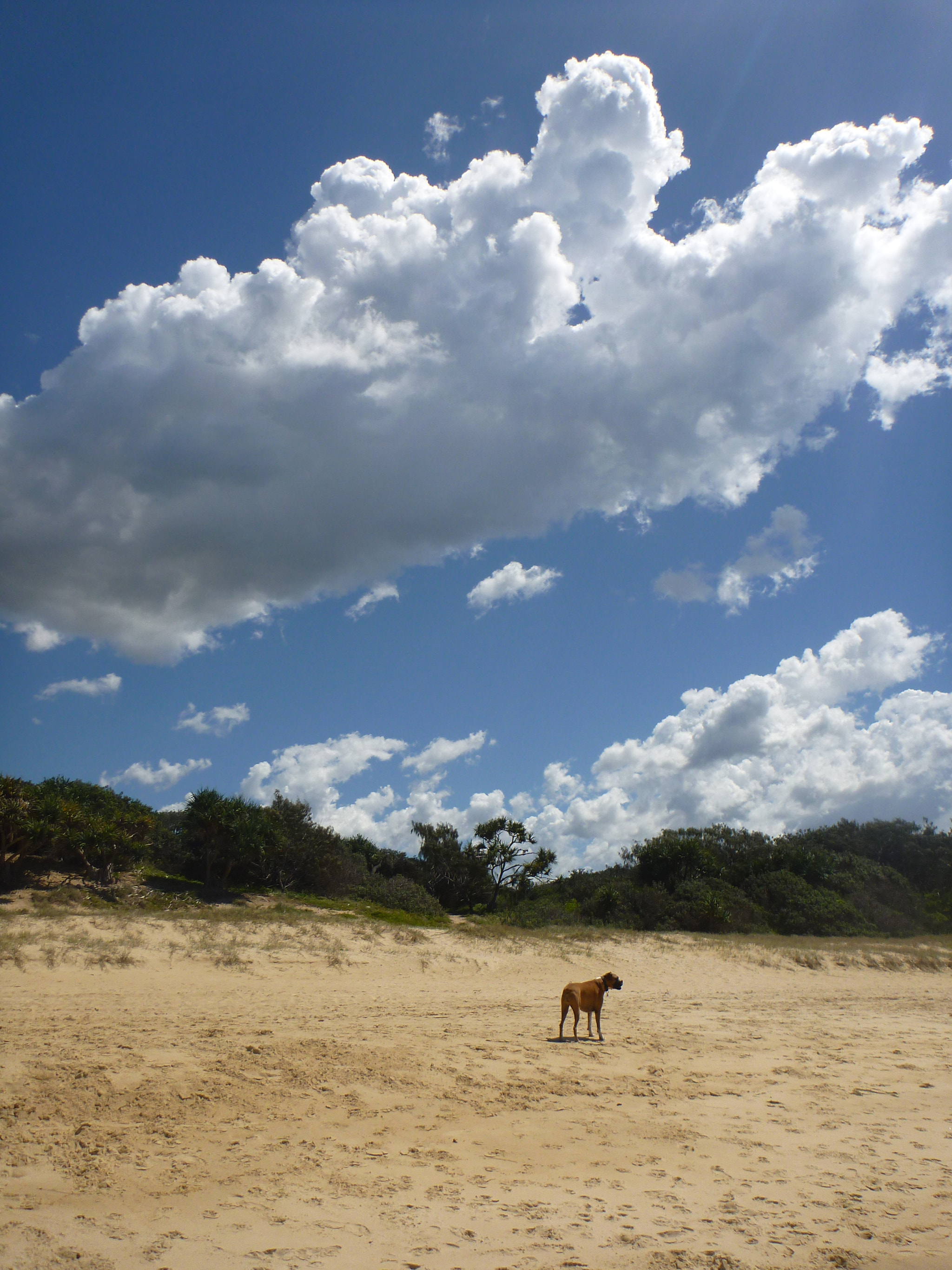 Panasonic DMC-FT3 sample photo. Australie (brisbane) vacance photography