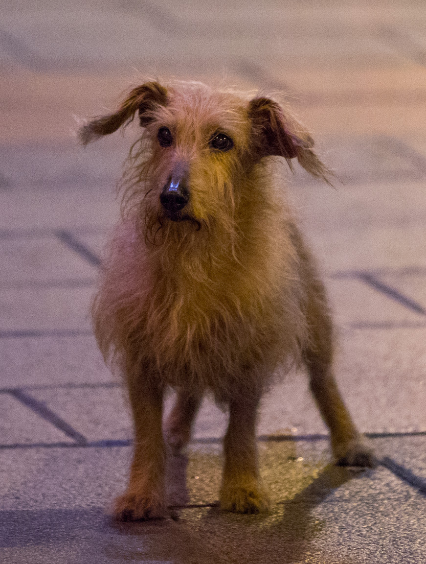 Canon EOS 7D Mark II + Canon EF 135mm F2L USM sample photo. 20151013-img_6431 photography