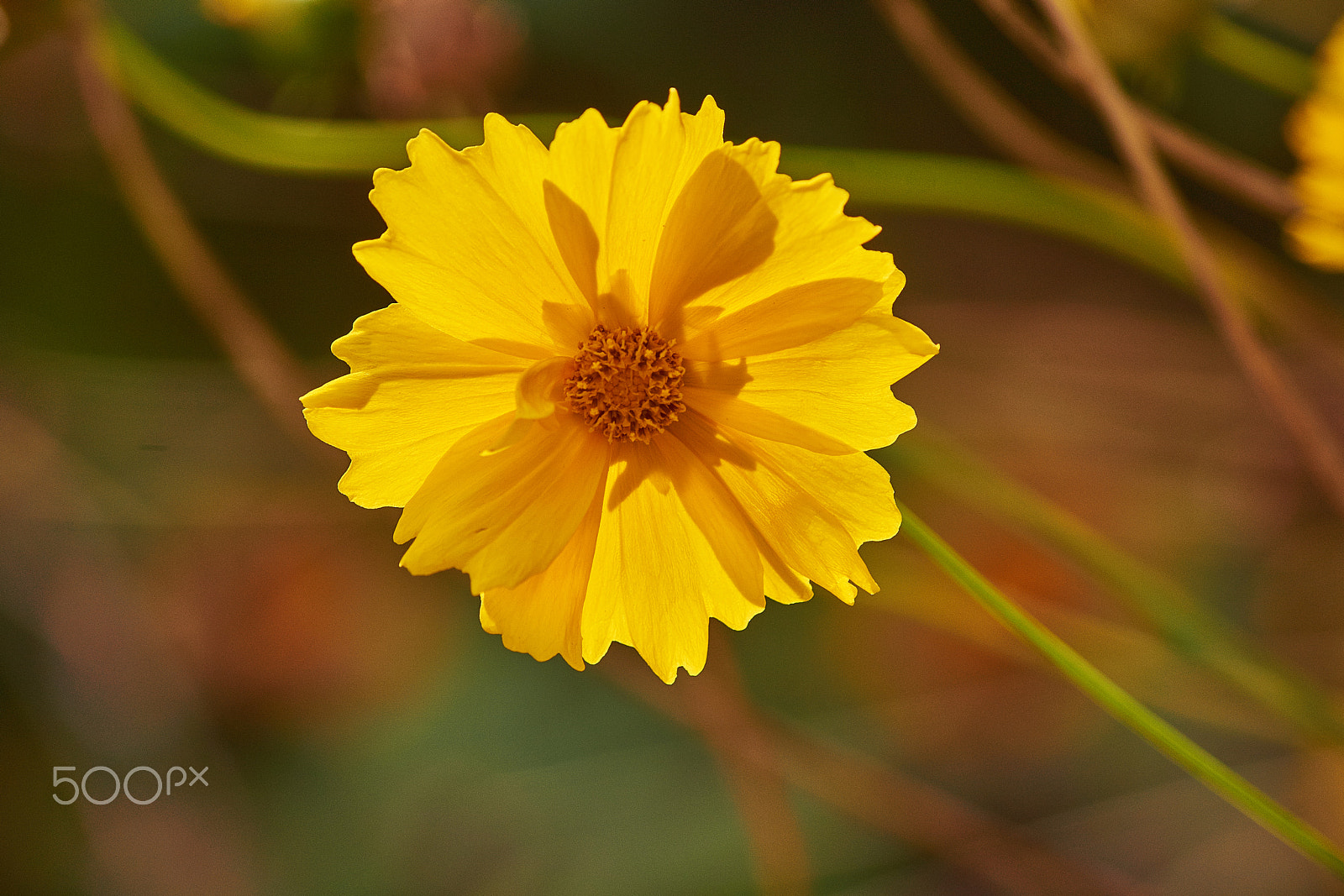 Sony SLT-A77 + Sony DT 55-200mm F4-5.6 SAM sample photo. Солнечный цветок photography