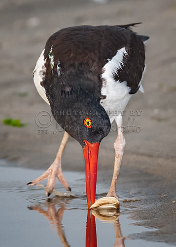 Canon EF 600mm f/4L IS sample photo. Oystercatcher eating clam photography