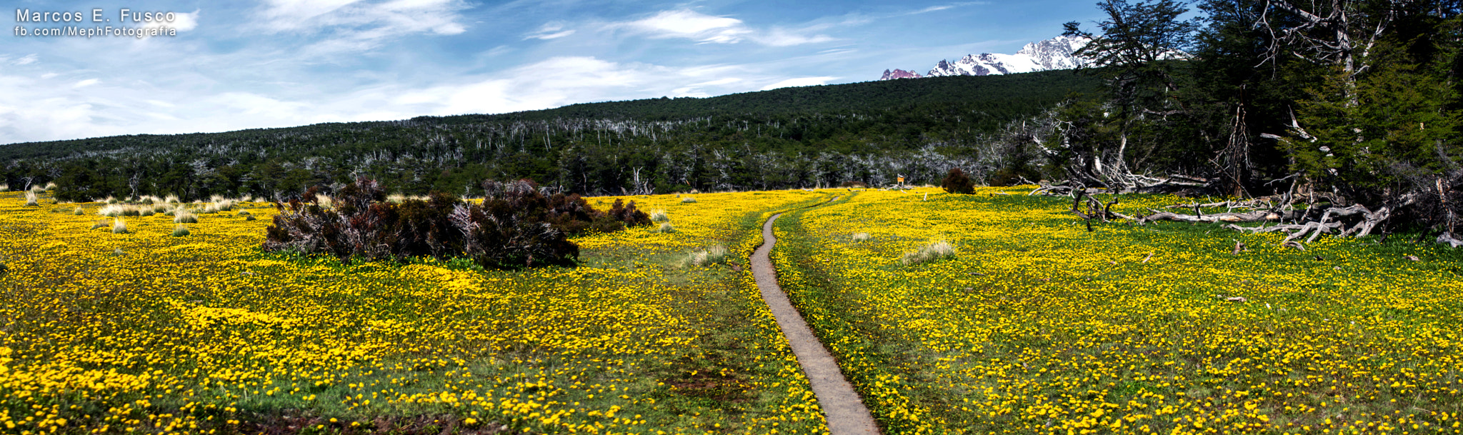 Nikon D7100 + AF Zoom-Nikkor 35-70mm f/2.8D sample photo. Campo de flores. photography
