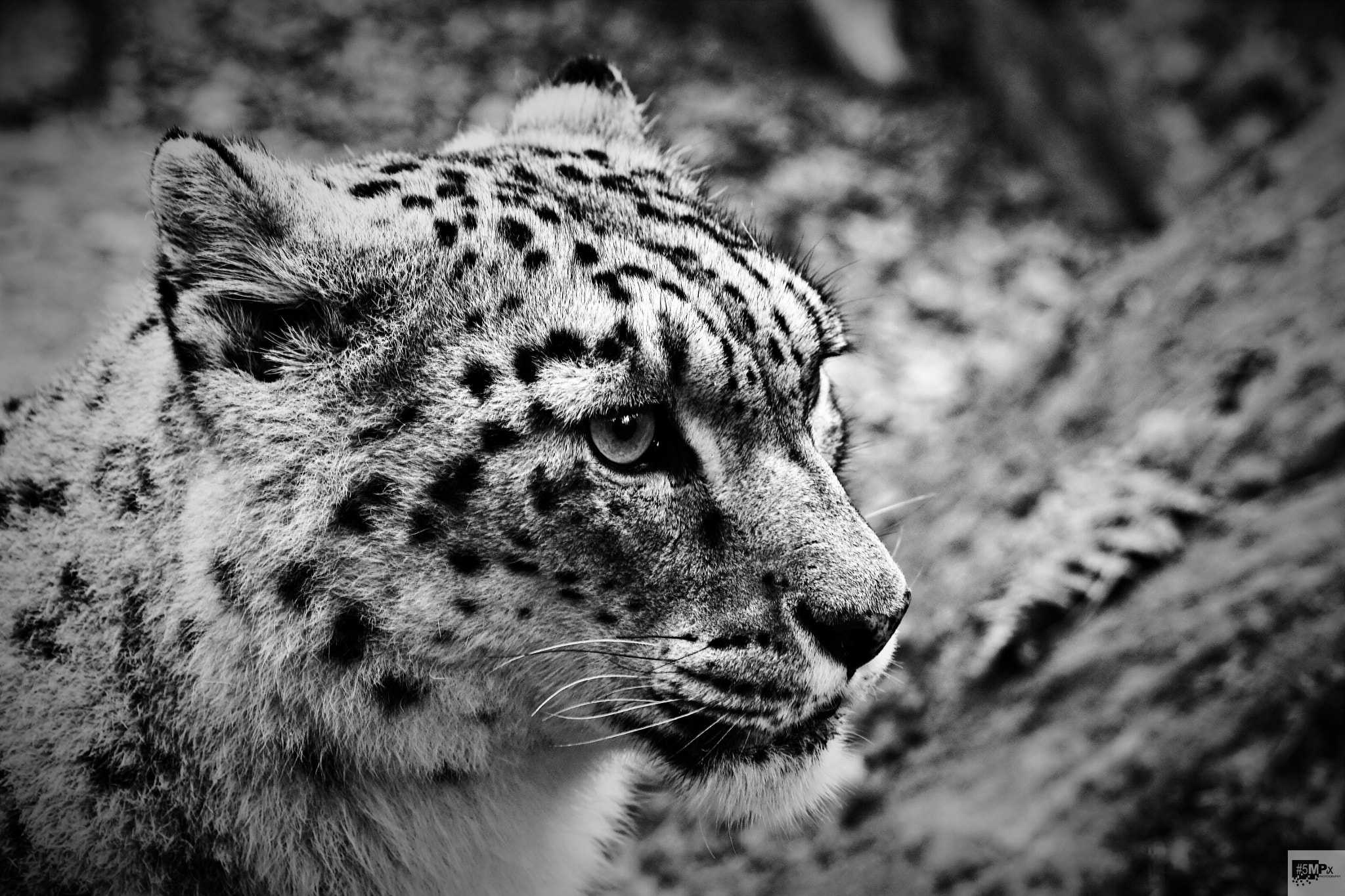 Sigma SD1 Merrill sample photo. Bwfb photography