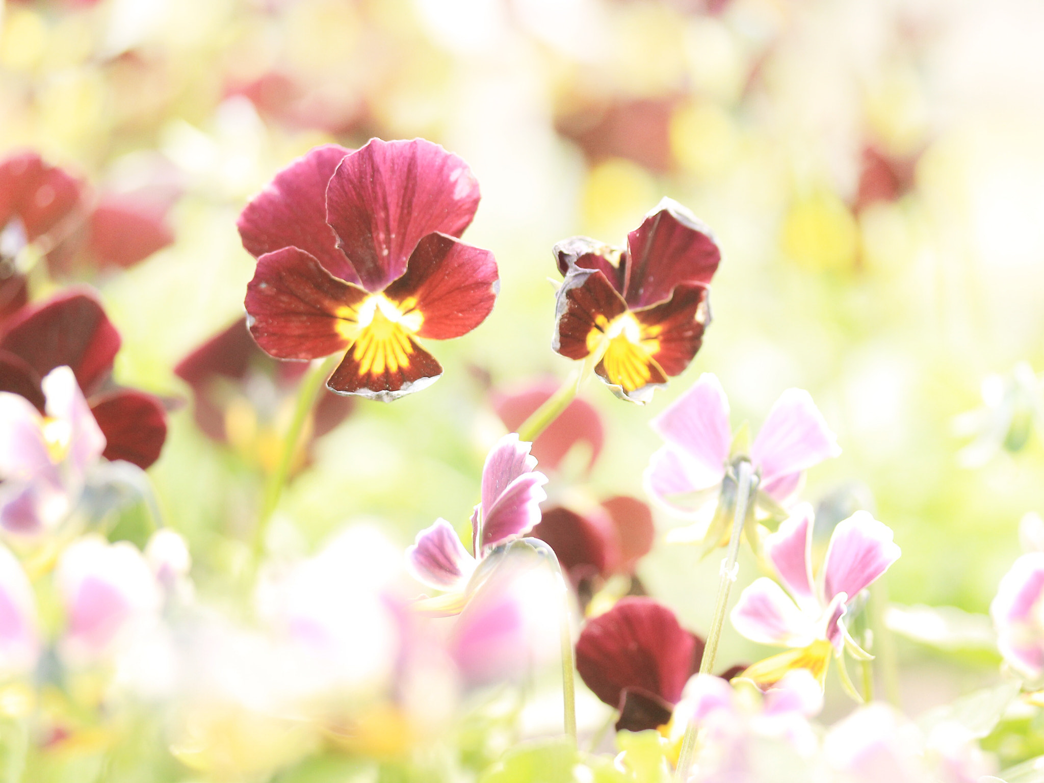 Canon EOS 600D (Rebel EOS T3i / EOS Kiss X5) sample photo. Pansy photography