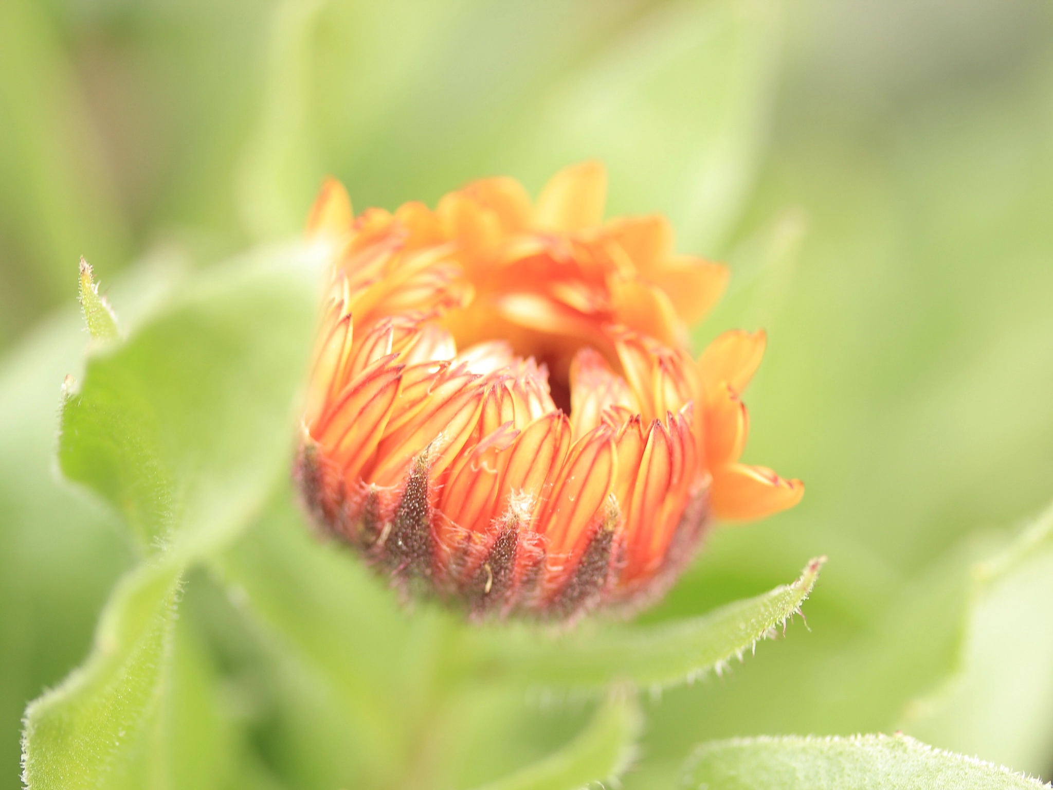 Canon EOS 600D (Rebel EOS T3i / EOS Kiss X5) sample photo. Pot marigold photography