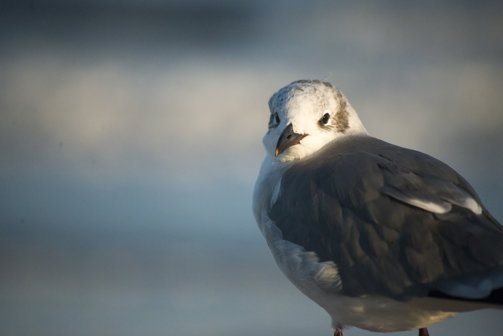 Sigma 70-300mm F4-5.6 APO DG Macro sample photo. The gull in the sunlight photography