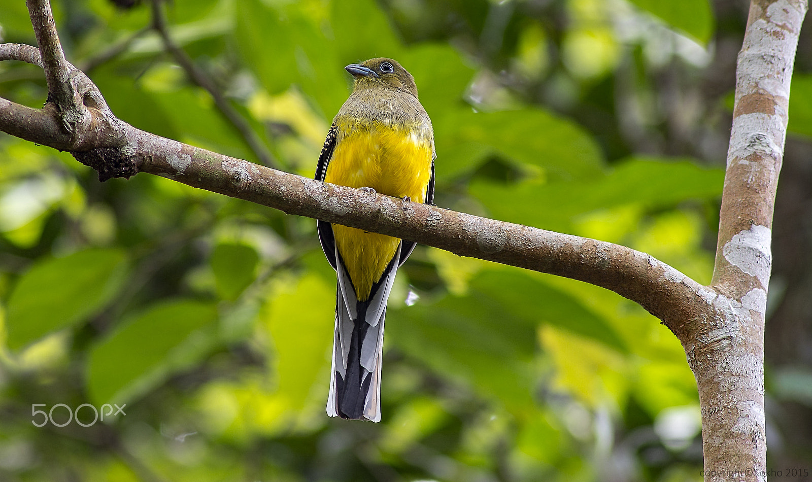 AF Nikkor 300mm f/4 IF-ED sample photo. Orange-breasted trogon橙胸咬鹃 photography