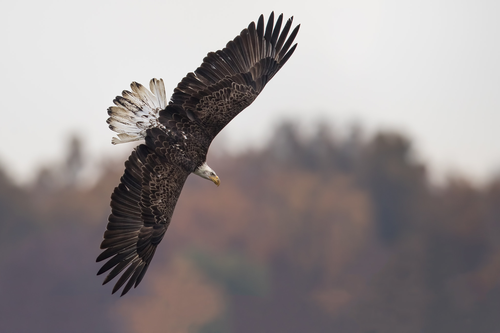 Canon EF 600mm F4L IS II USM sample photo. Target locked! photography