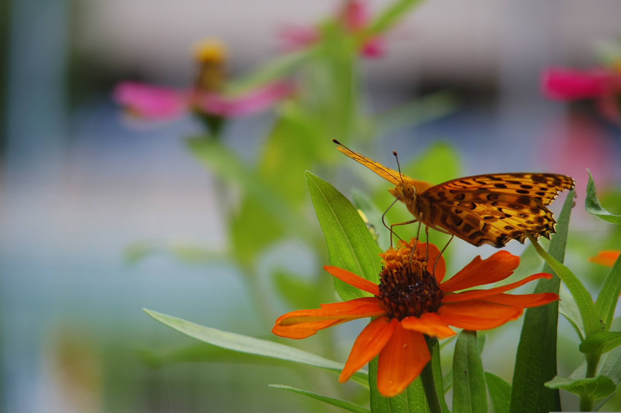 Pentax 06 Telephoto 15-45mm sample photo. Tea time photography