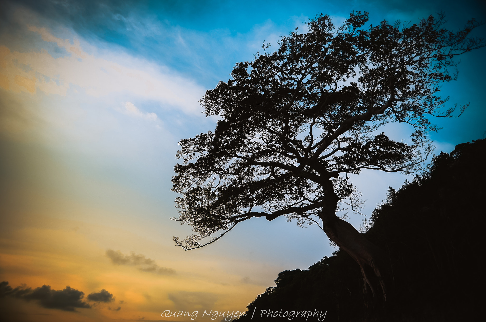 Canon EOS-1D Mark III sample photo. Tree photography