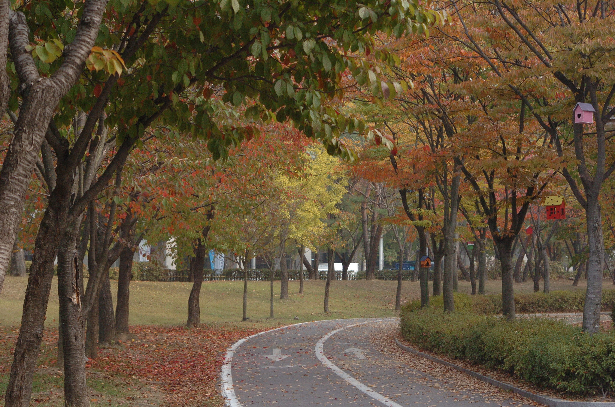 Nikon D2H sample photo. Park photography