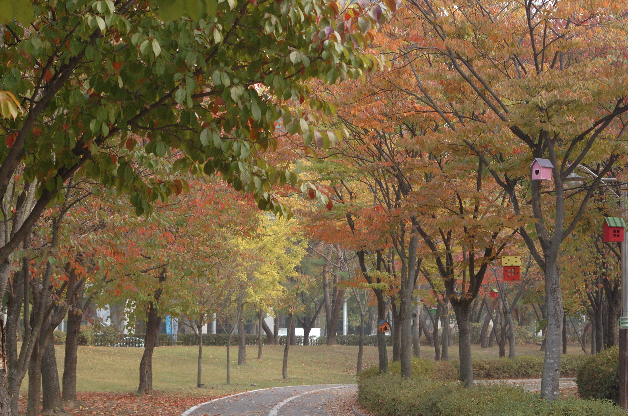 Nikon D2H sample photo. Park photography