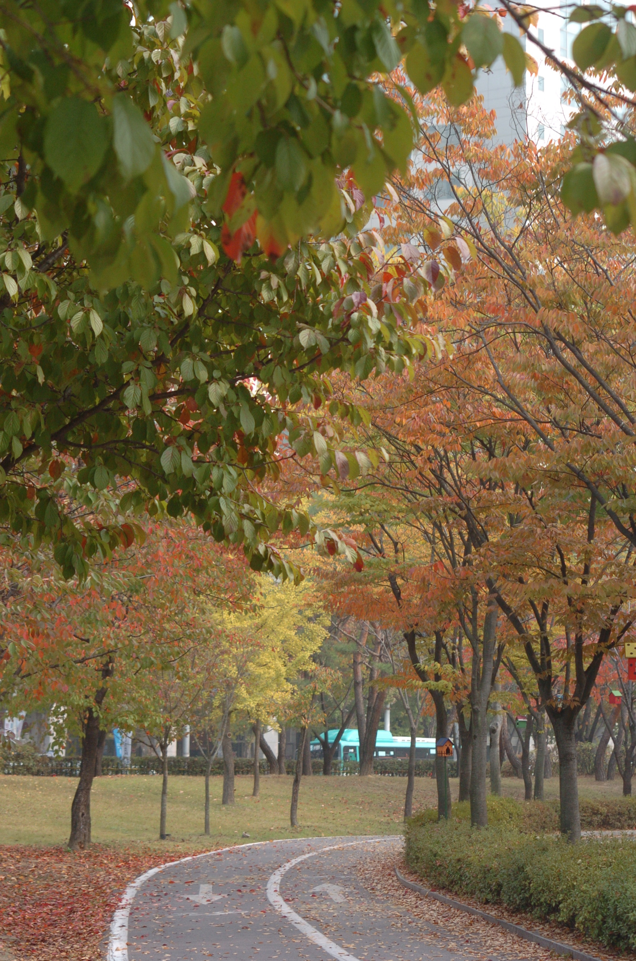 Nikon D2H sample photo. Park photography