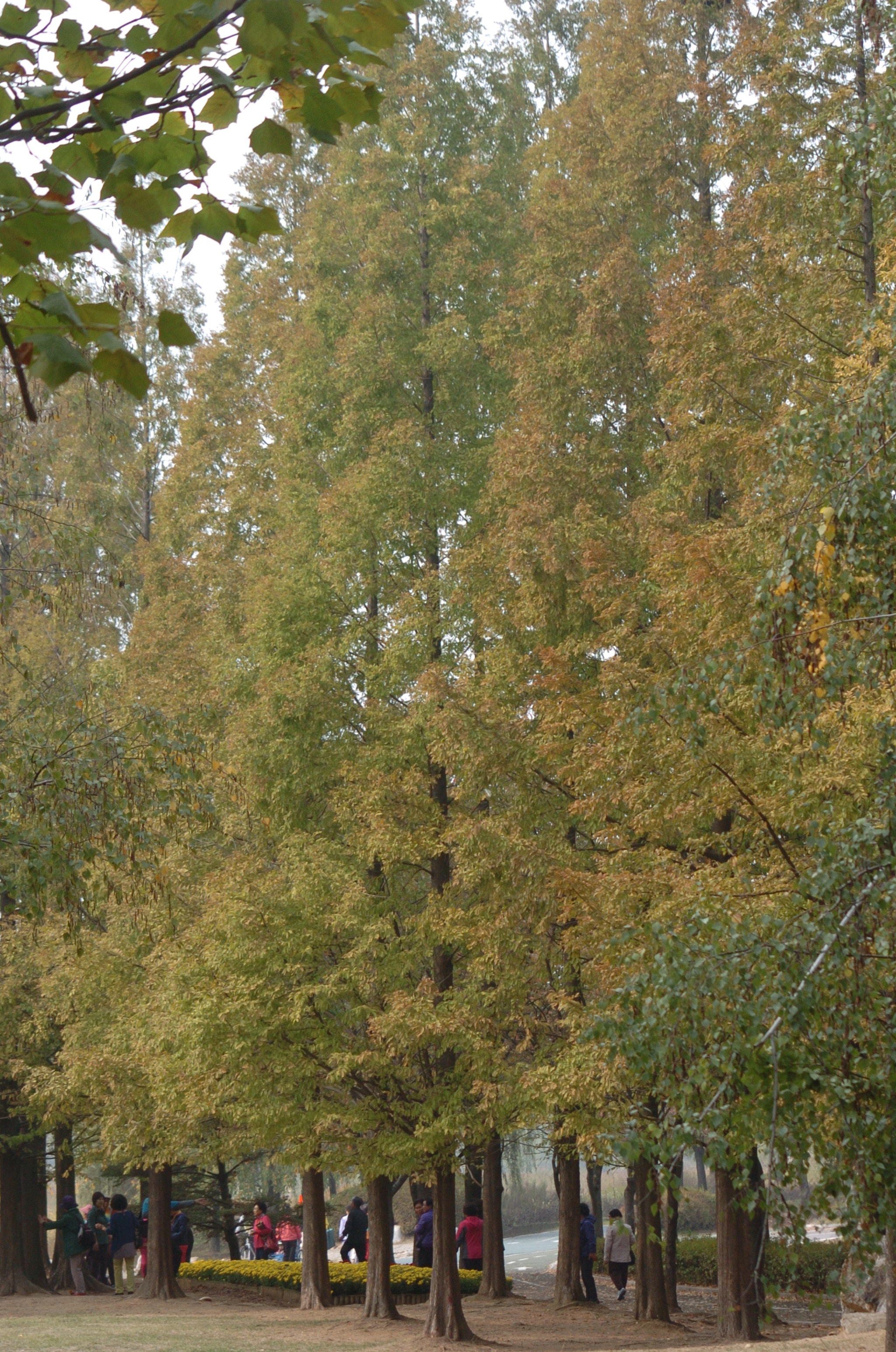 Nikon D2H sample photo. Park photography