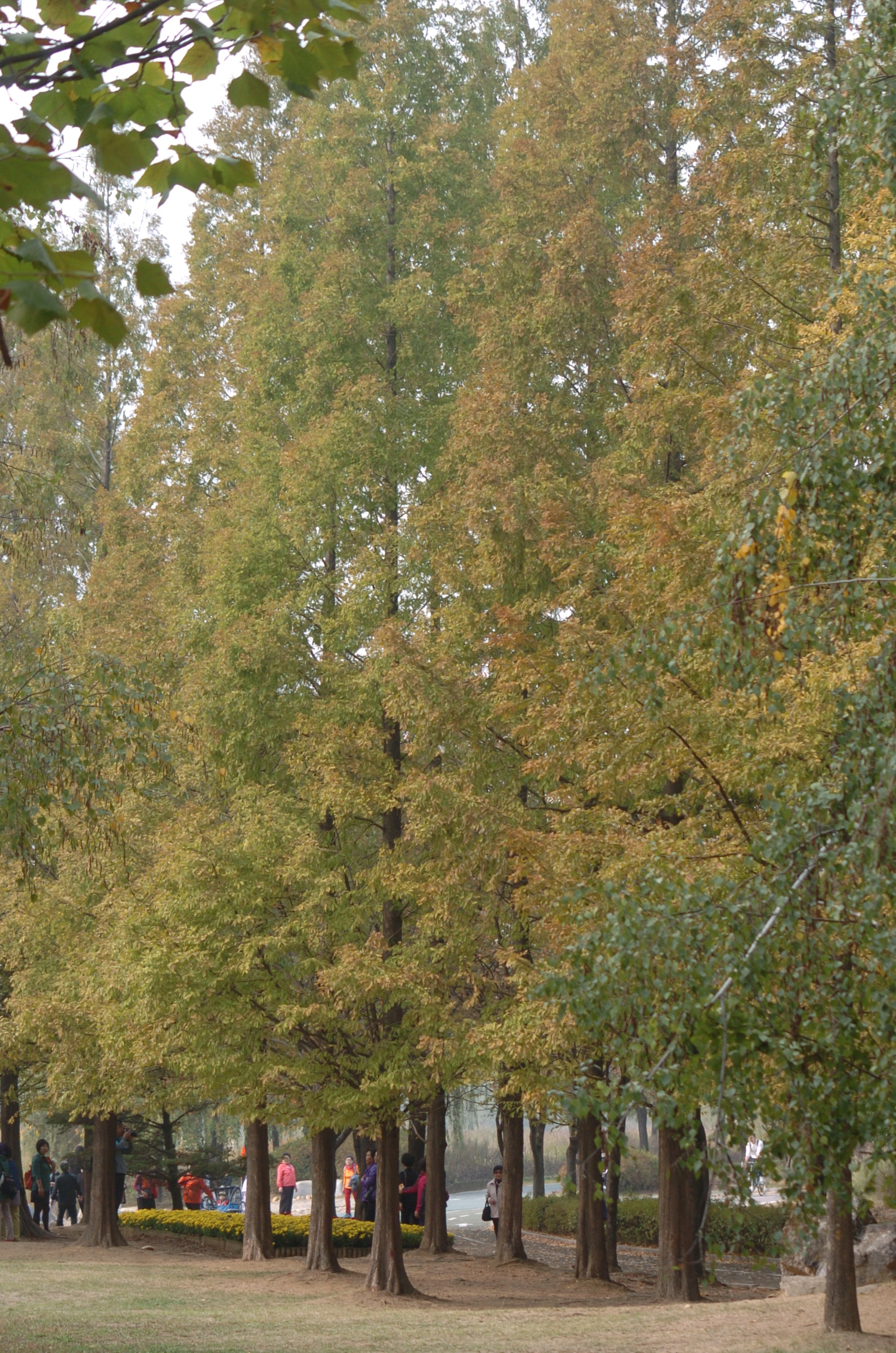 Nikon D2H sample photo. Park photography