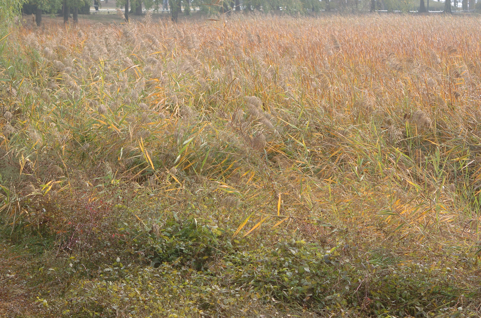 Nikon D2H sample photo. Park photography