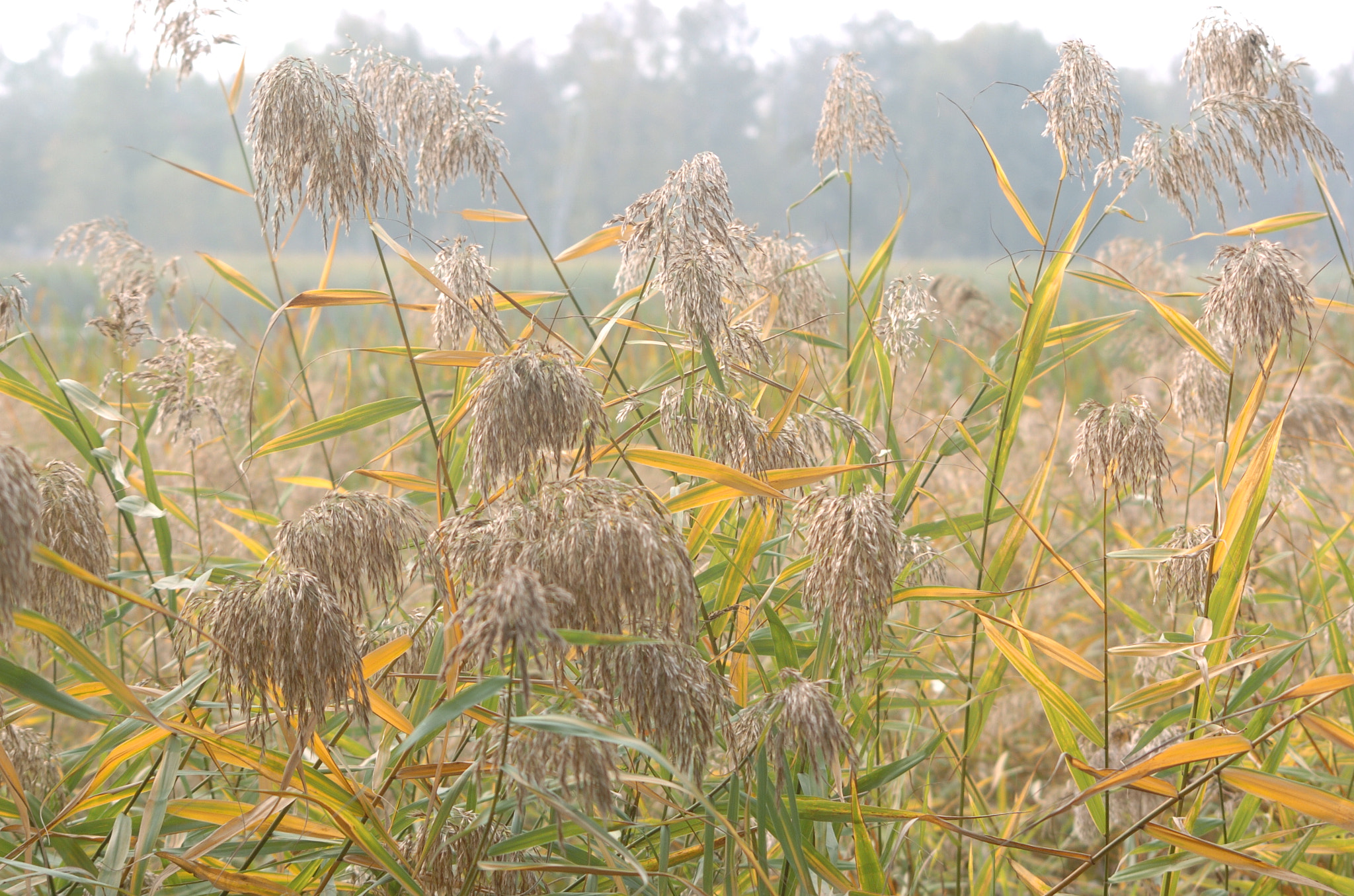 Nikon D2H sample photo. Park photography