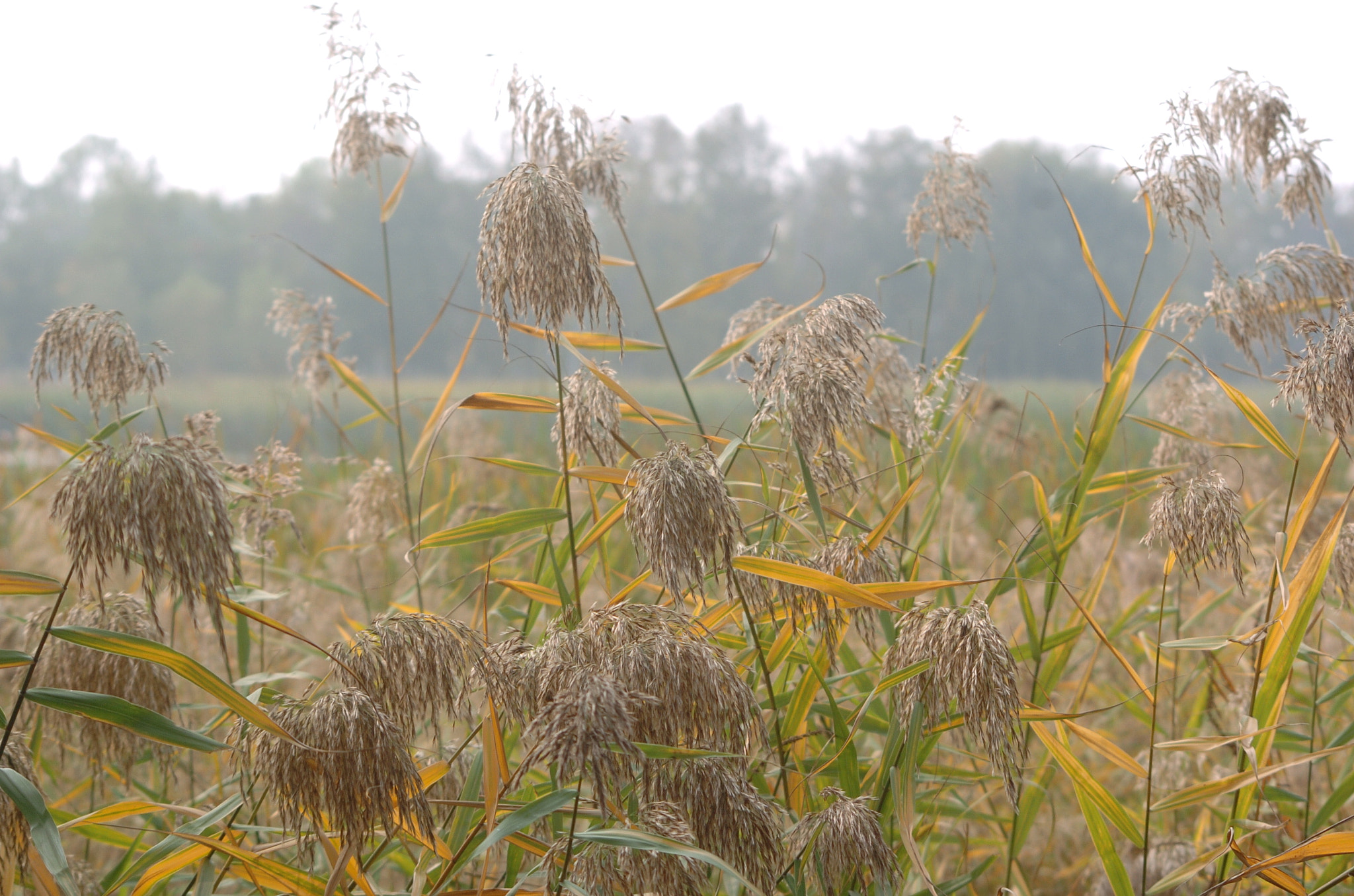 Nikon D2H sample photo. Park photography