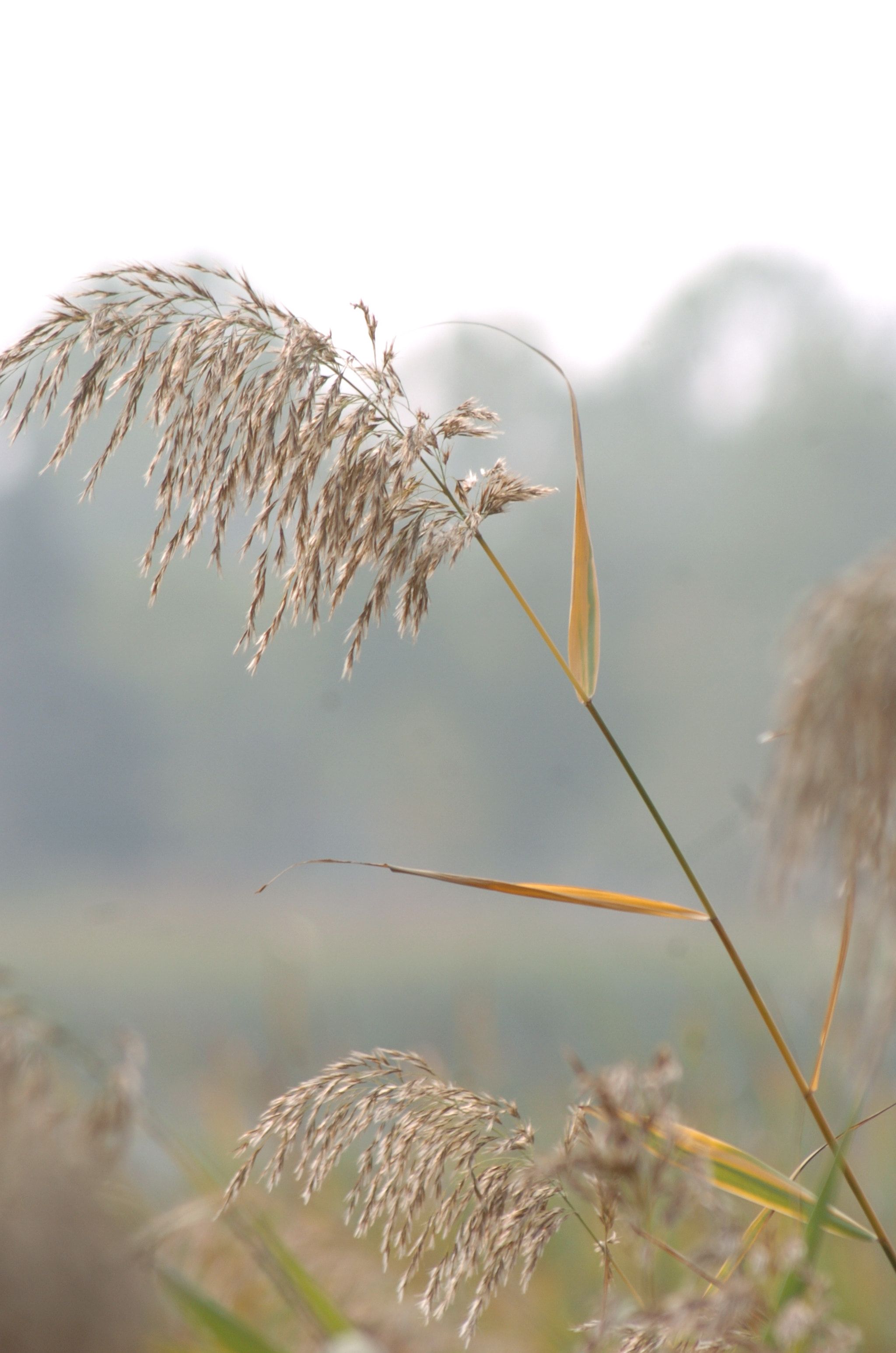 Nikon D2H + Sigma 70-300mm F4-5.6 APO Macro Super II sample photo. Park photography