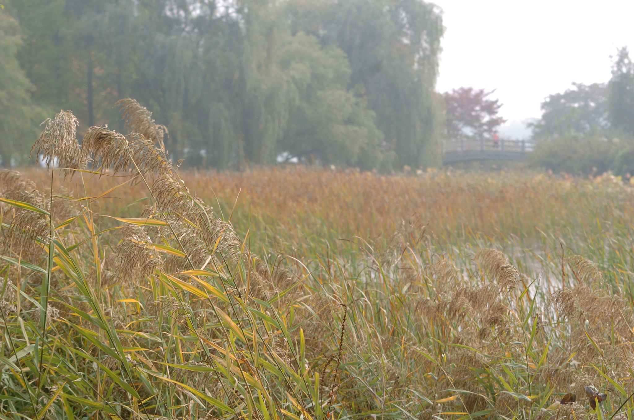 Nikon D2H sample photo. Park photography