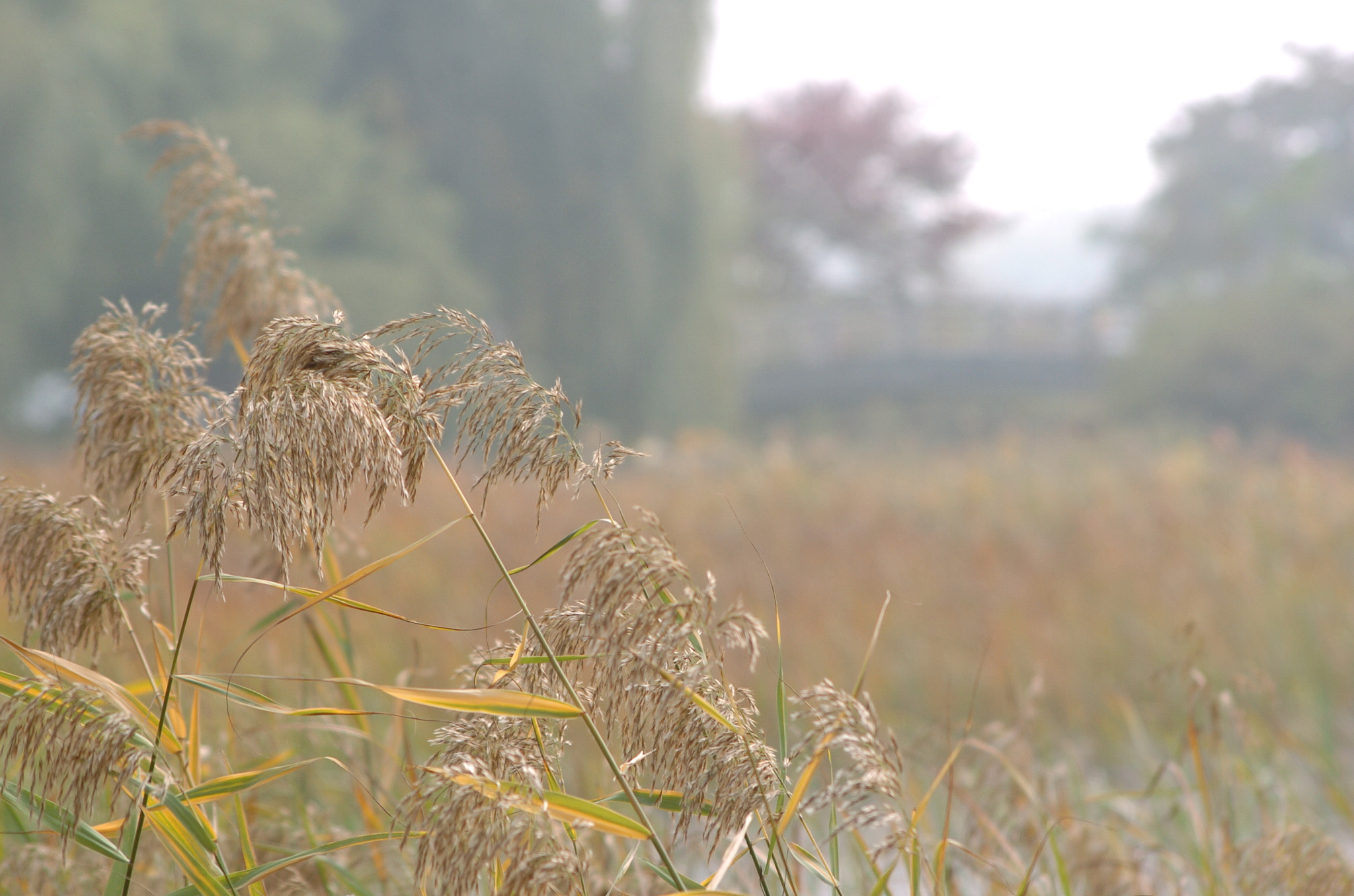 Nikon D2H sample photo. Park photography