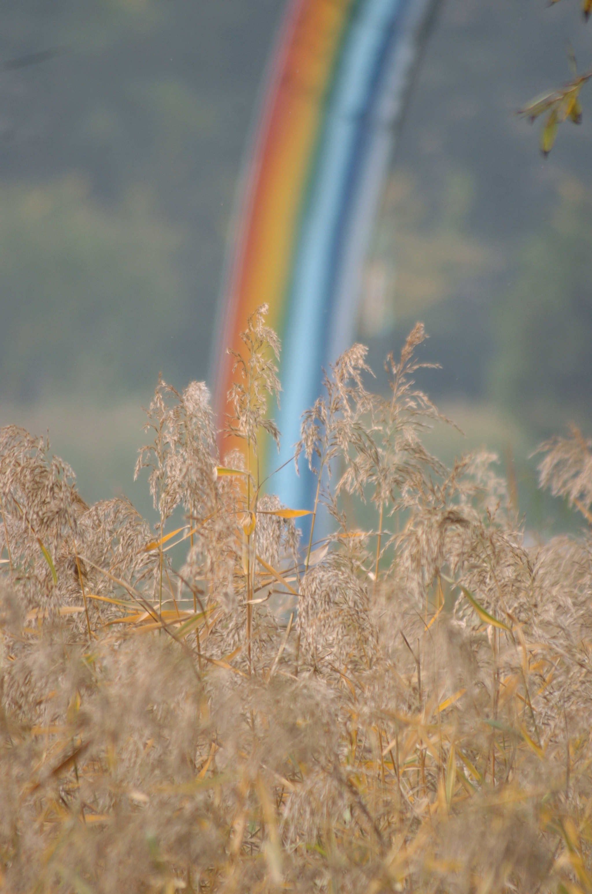 Nikon D2H sample photo. Park photography