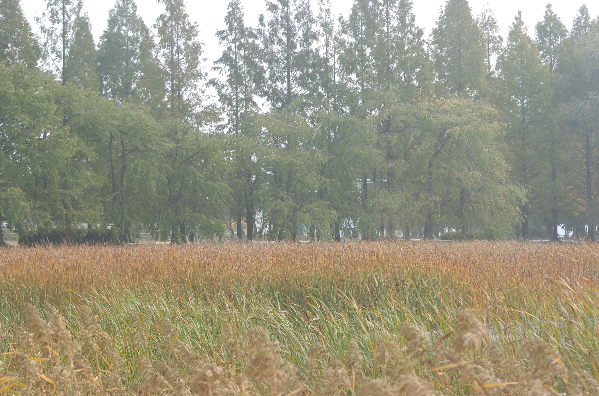 Nikon D2H sample photo. Park photography