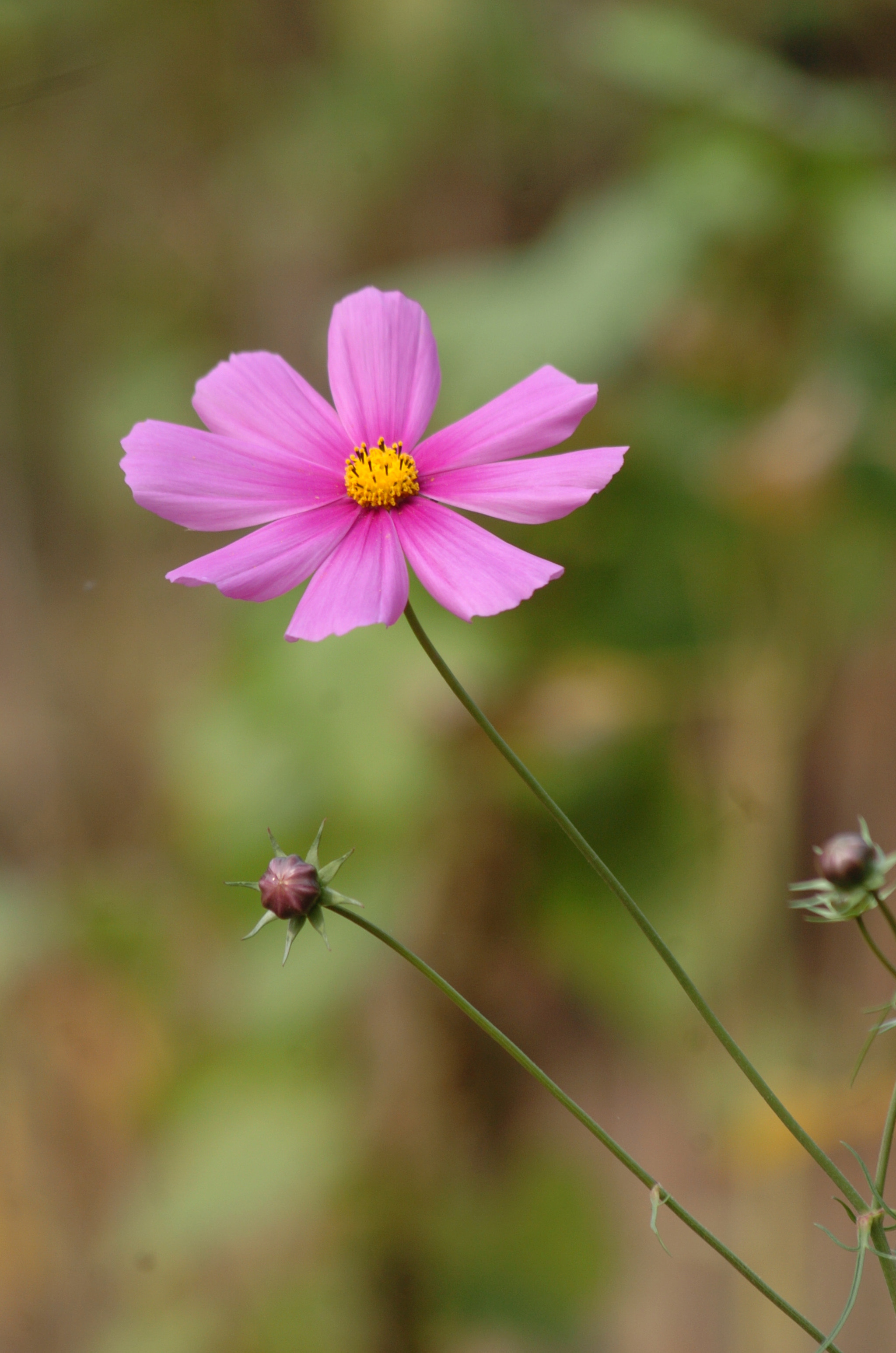 Nikon D2H + Sigma 70-300mm F4-5.6 APO Macro Super II sample photo. Park photography